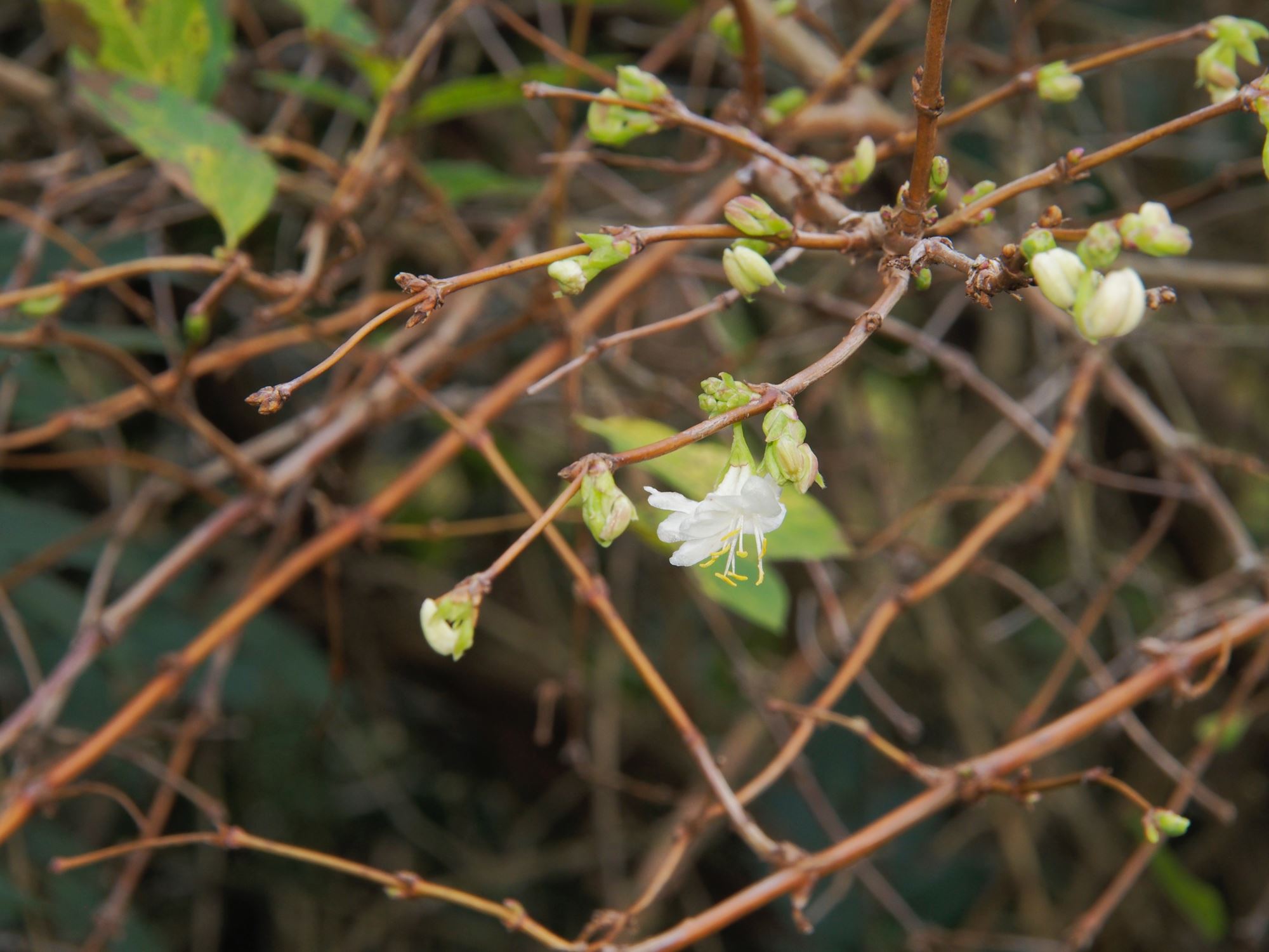 Image of Lonicera Ã— purpusii