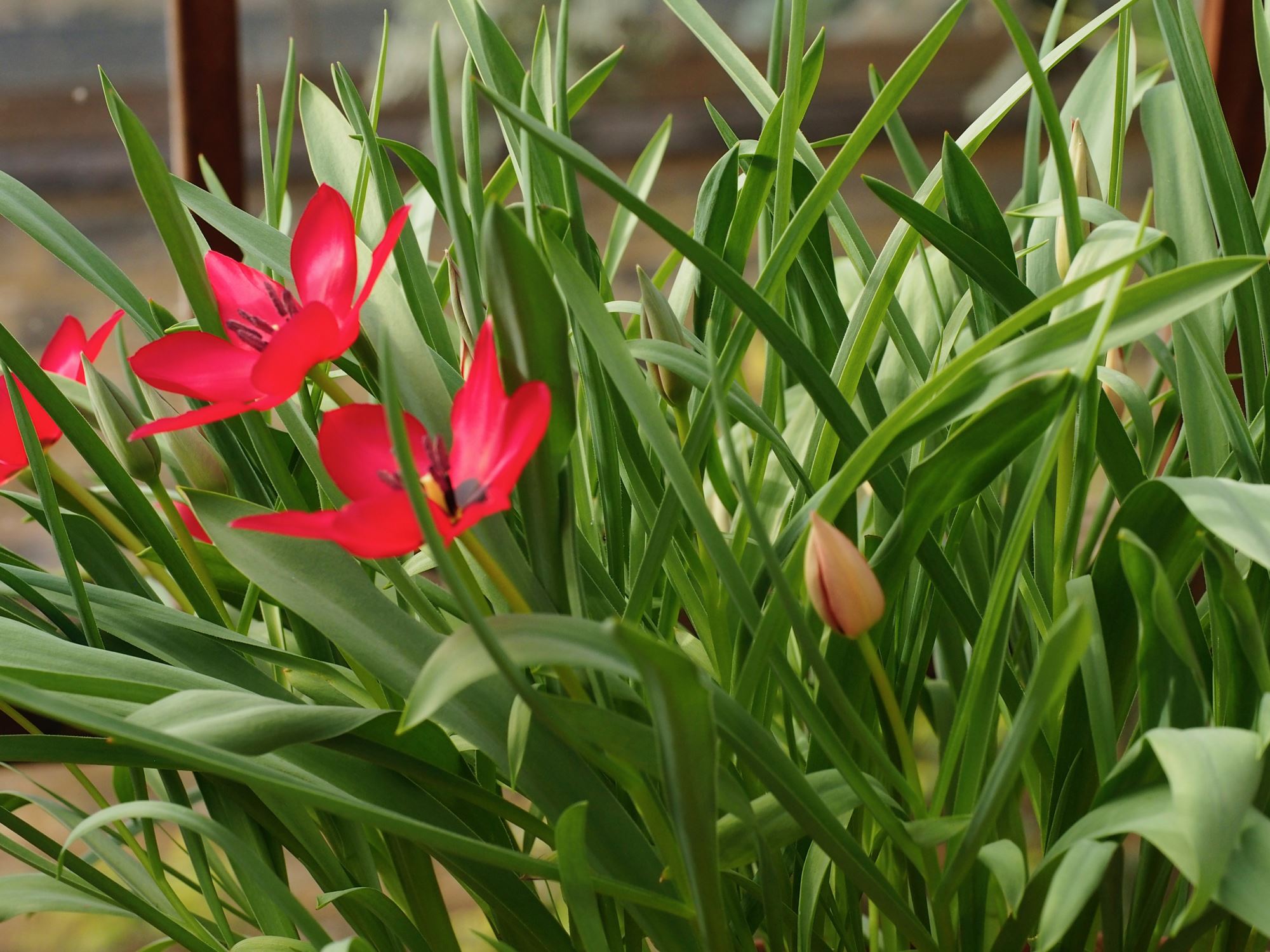 Image of Tulipa stapfii