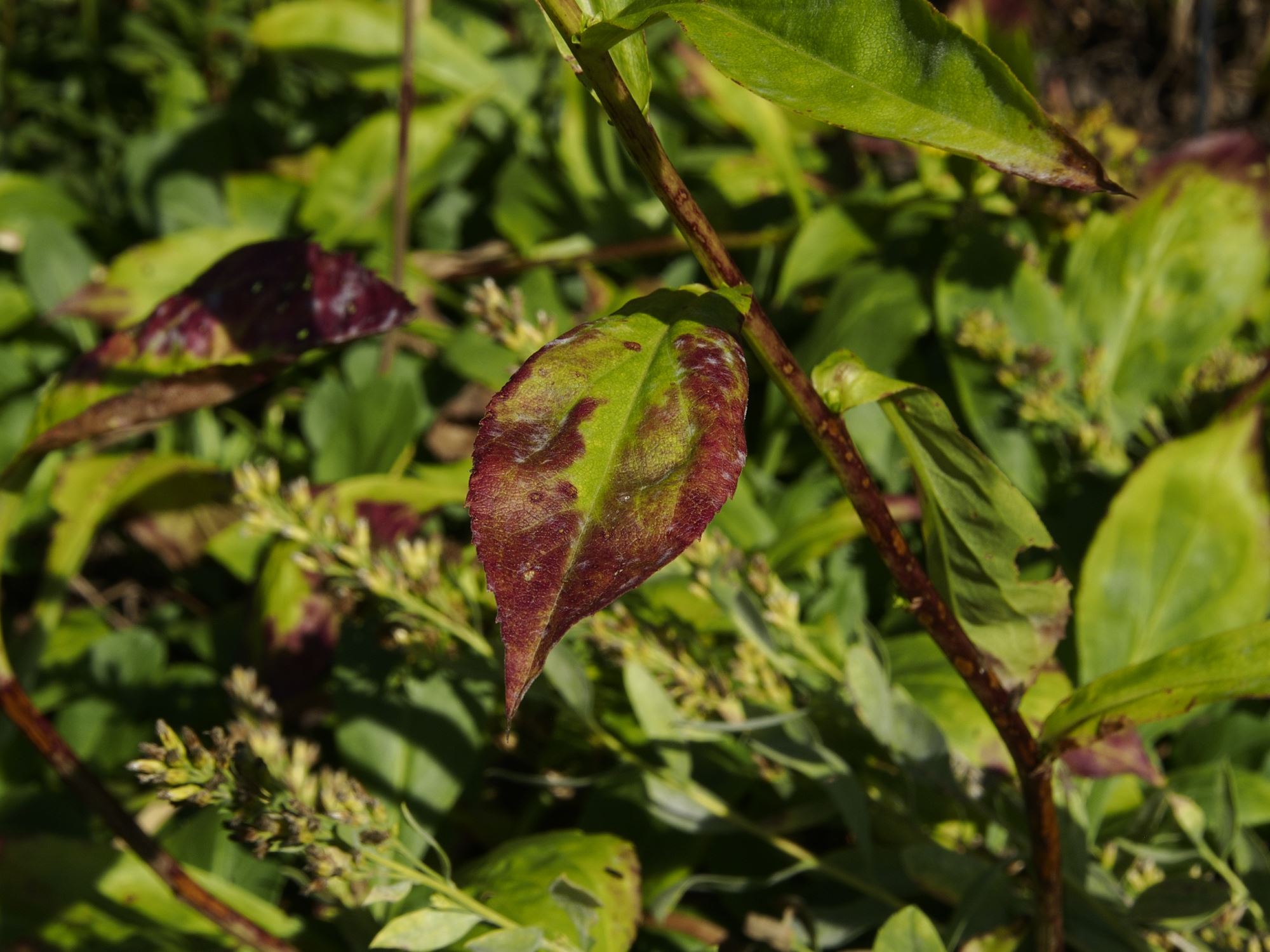 Image of Solidago glomerata