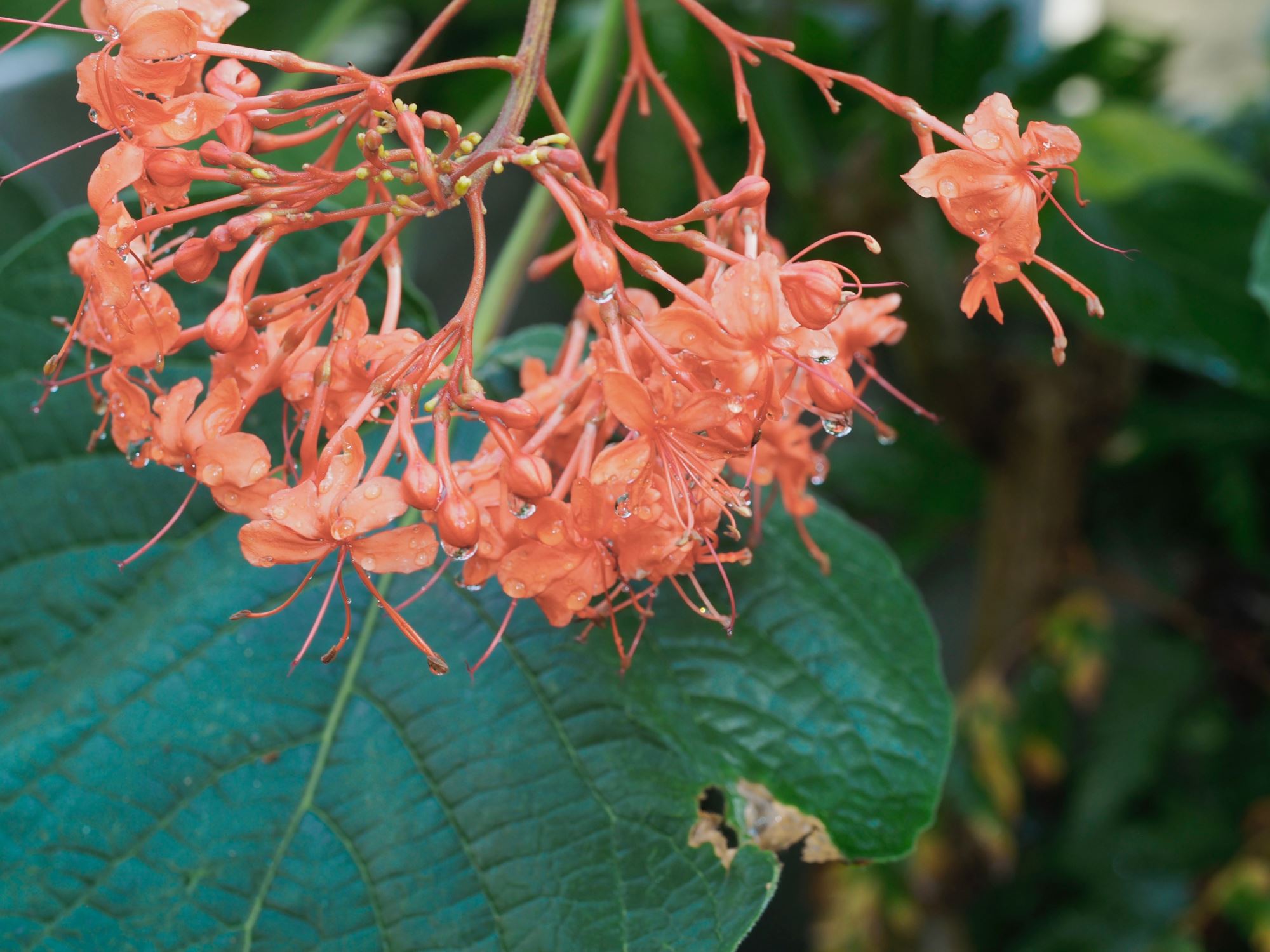 Image of Clerodendrum speciosissimum