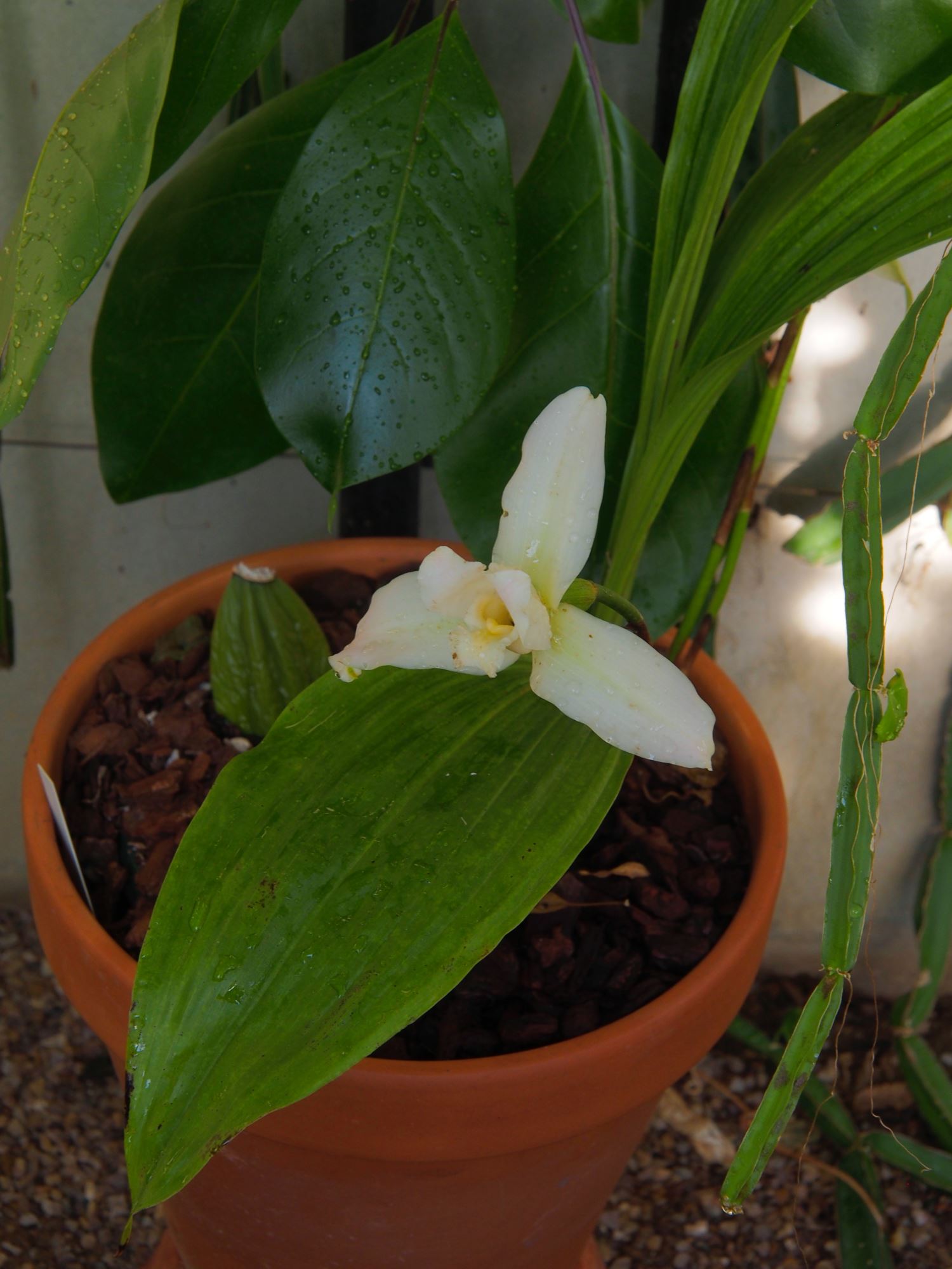 Image of Lycaste virginalis