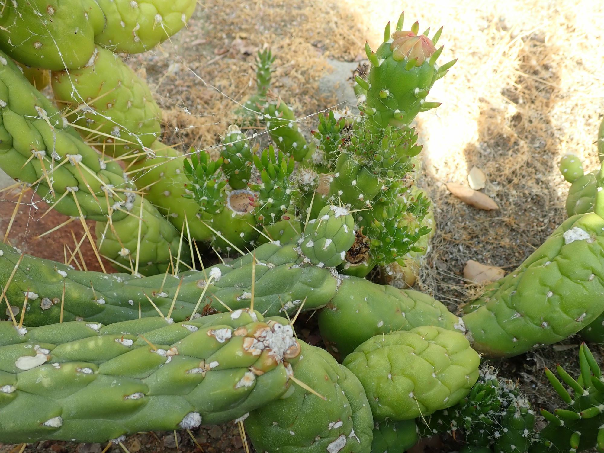 Image of Austrocylindropuntia subulata subsp. subulata