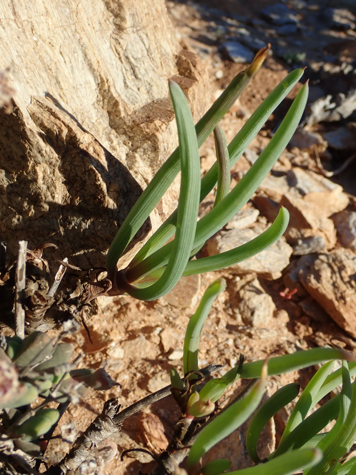 Image of Bulbine abyssinica
