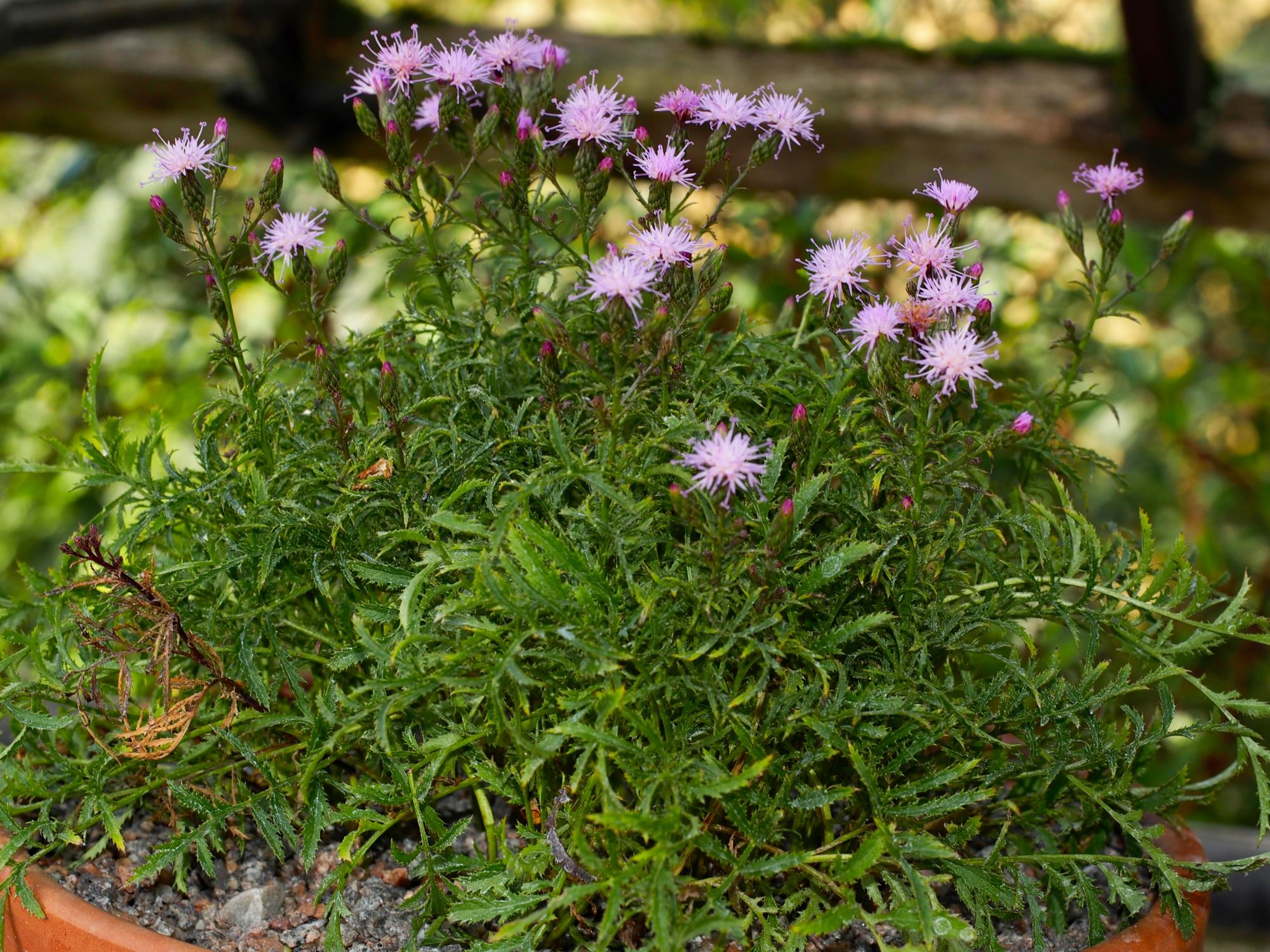 Image of Serratula tinctoria f. dissecta