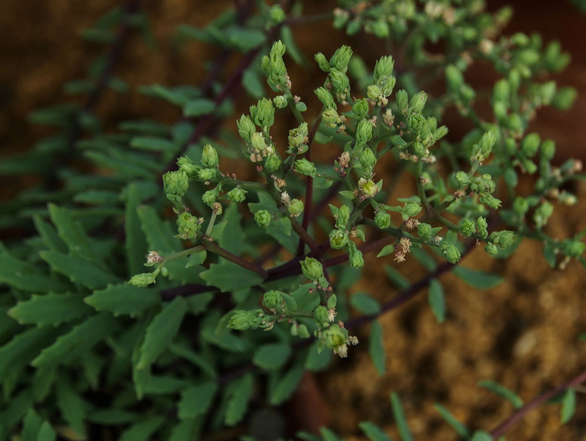 Image of Hylotelephium tatarinowii