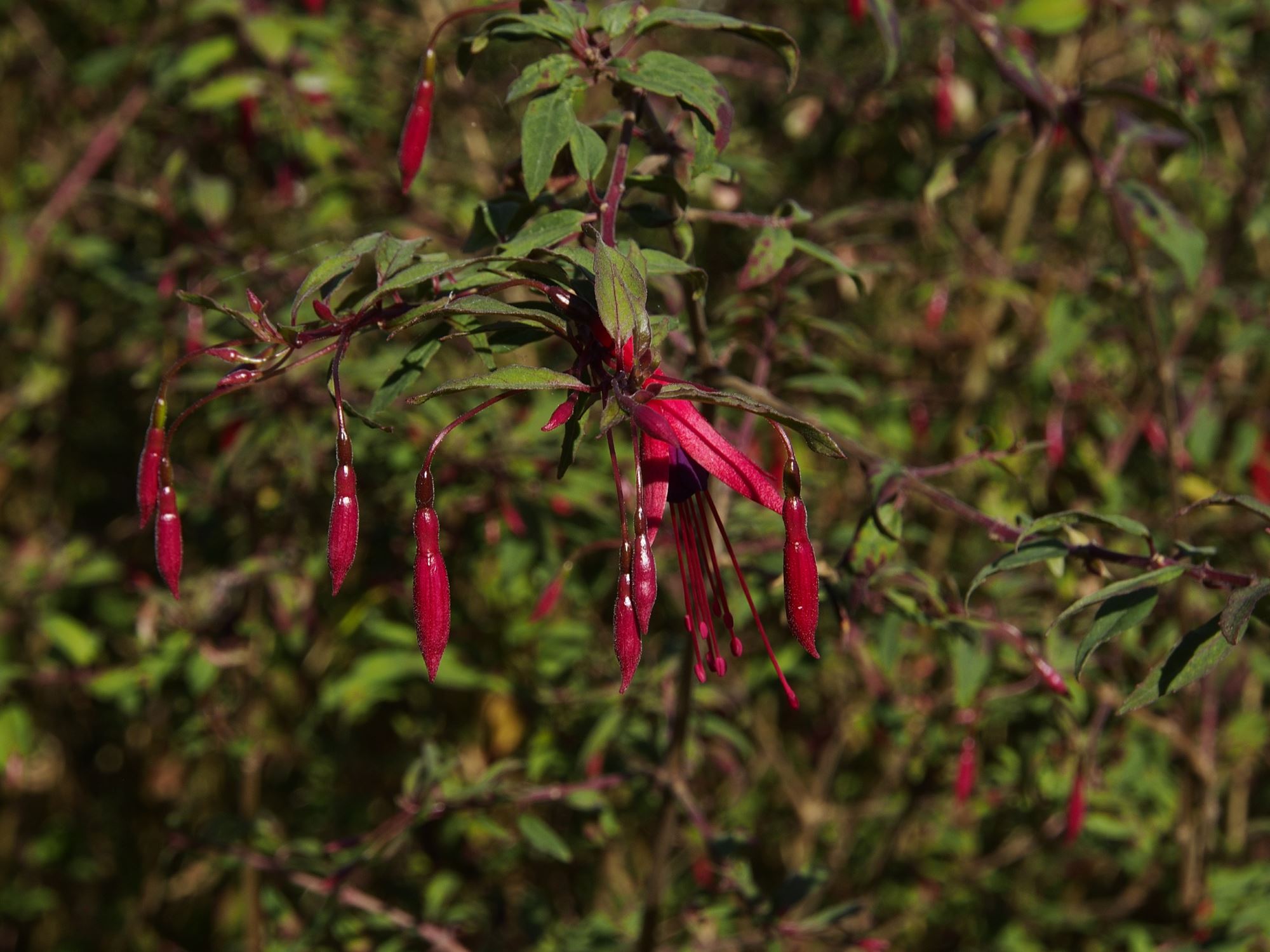 Image of Fuchsia magellanica