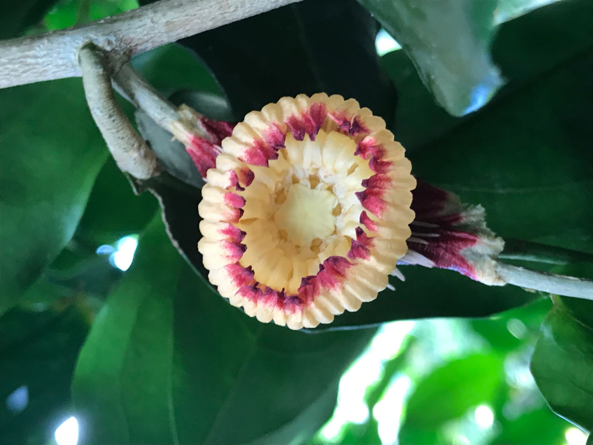Image of Napoleonaea vogelii