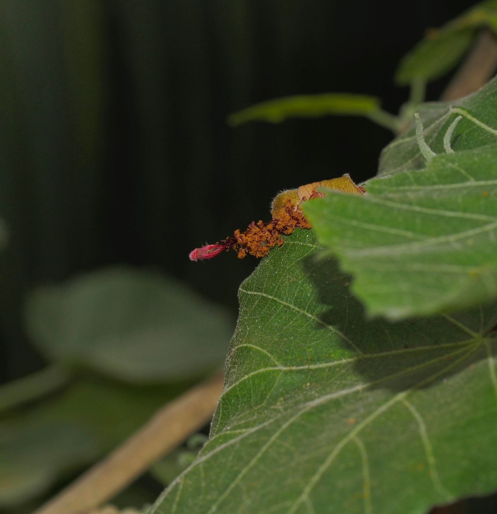 Image of Hibiscadelphus distans