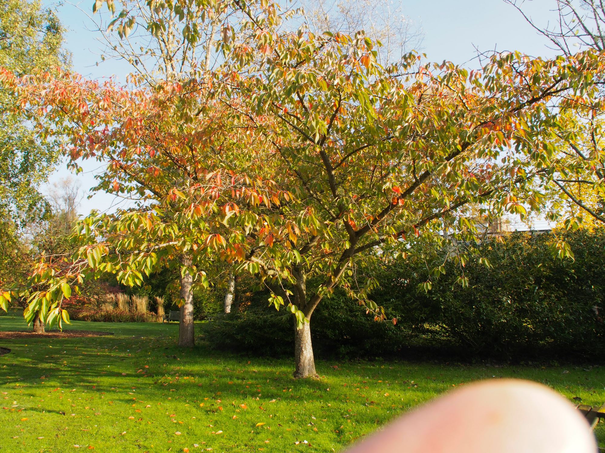 Image of Prunus 'Shirofugen'