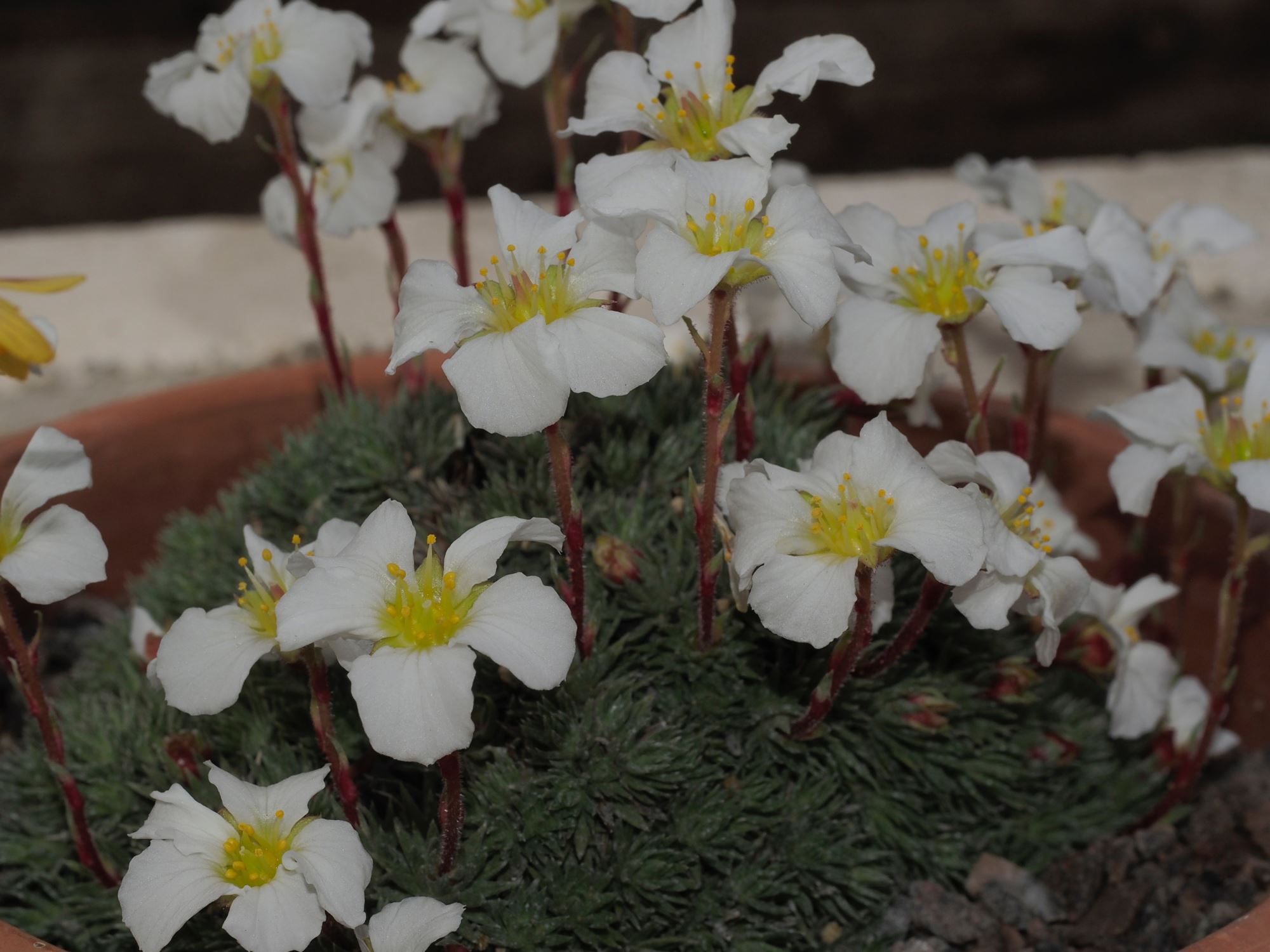 Image of Saxifraga burseriana