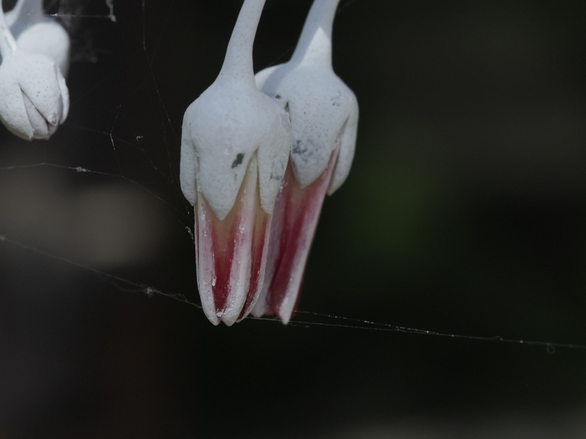 Image of Dudleya pulverulenta
