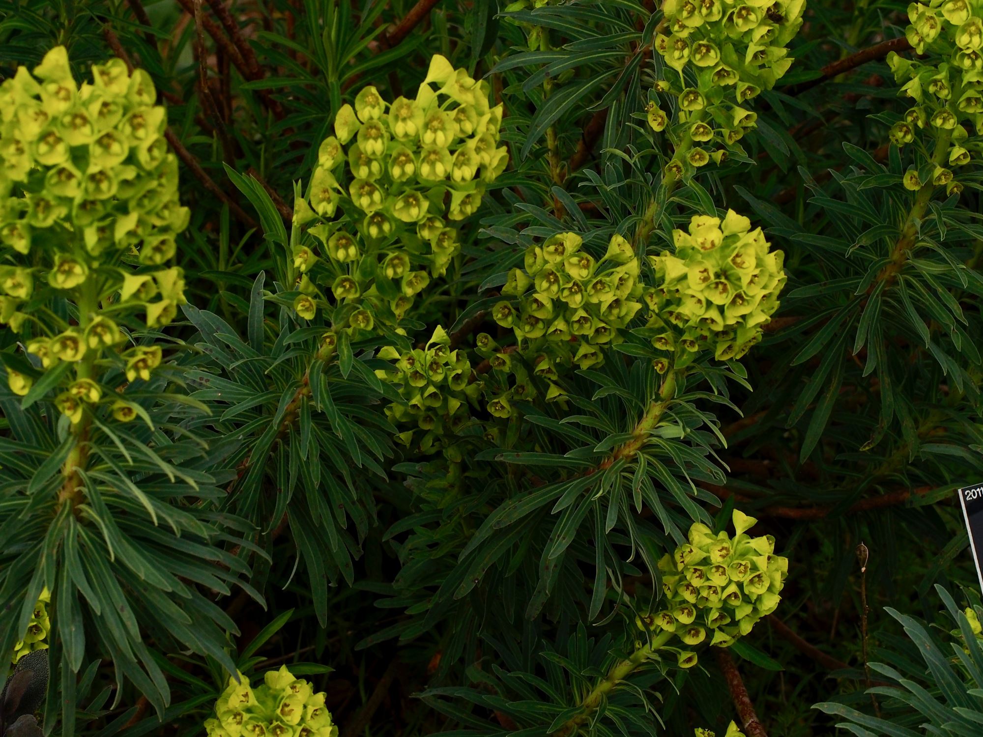 Image of Euphorbia characias subsp. wulfenii