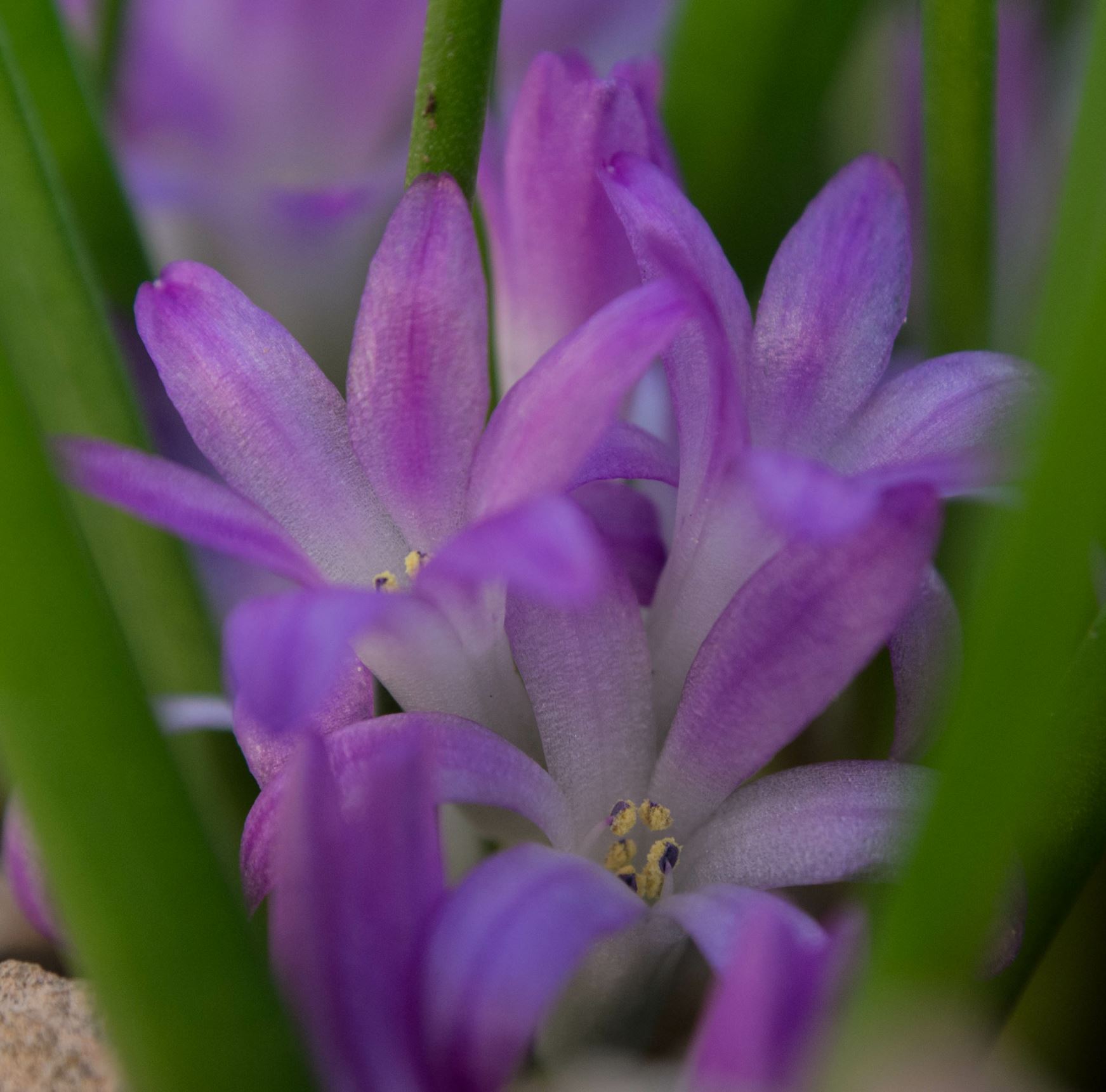 Image of Lachenalia paucifolia