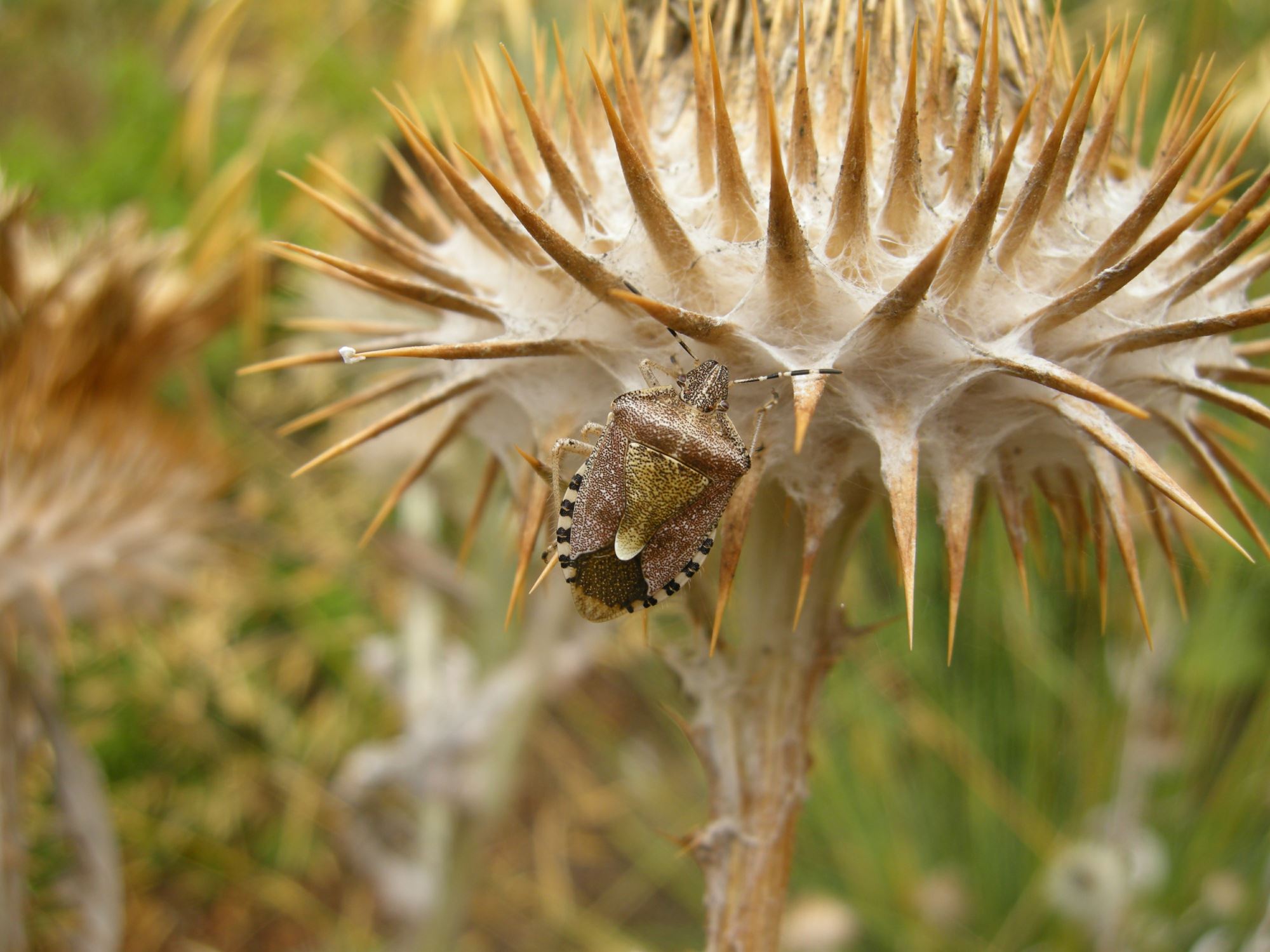 Image of Onopordum acanthium