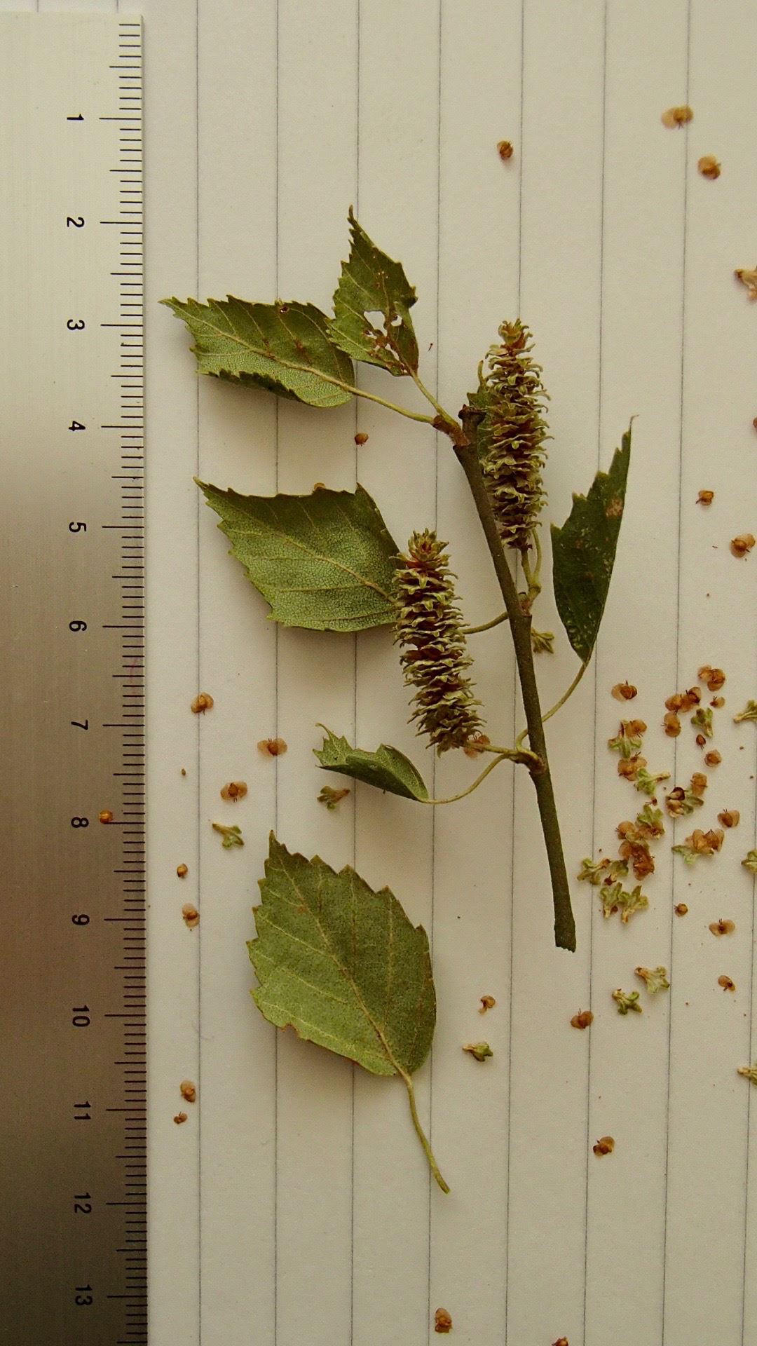 Image of Betula pubescens var. pumila