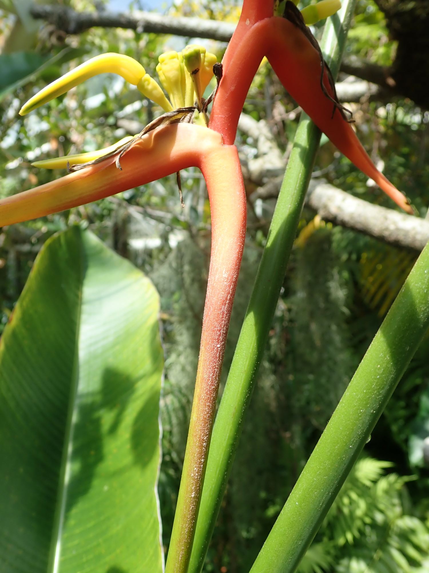Image of Heliconia latispatha