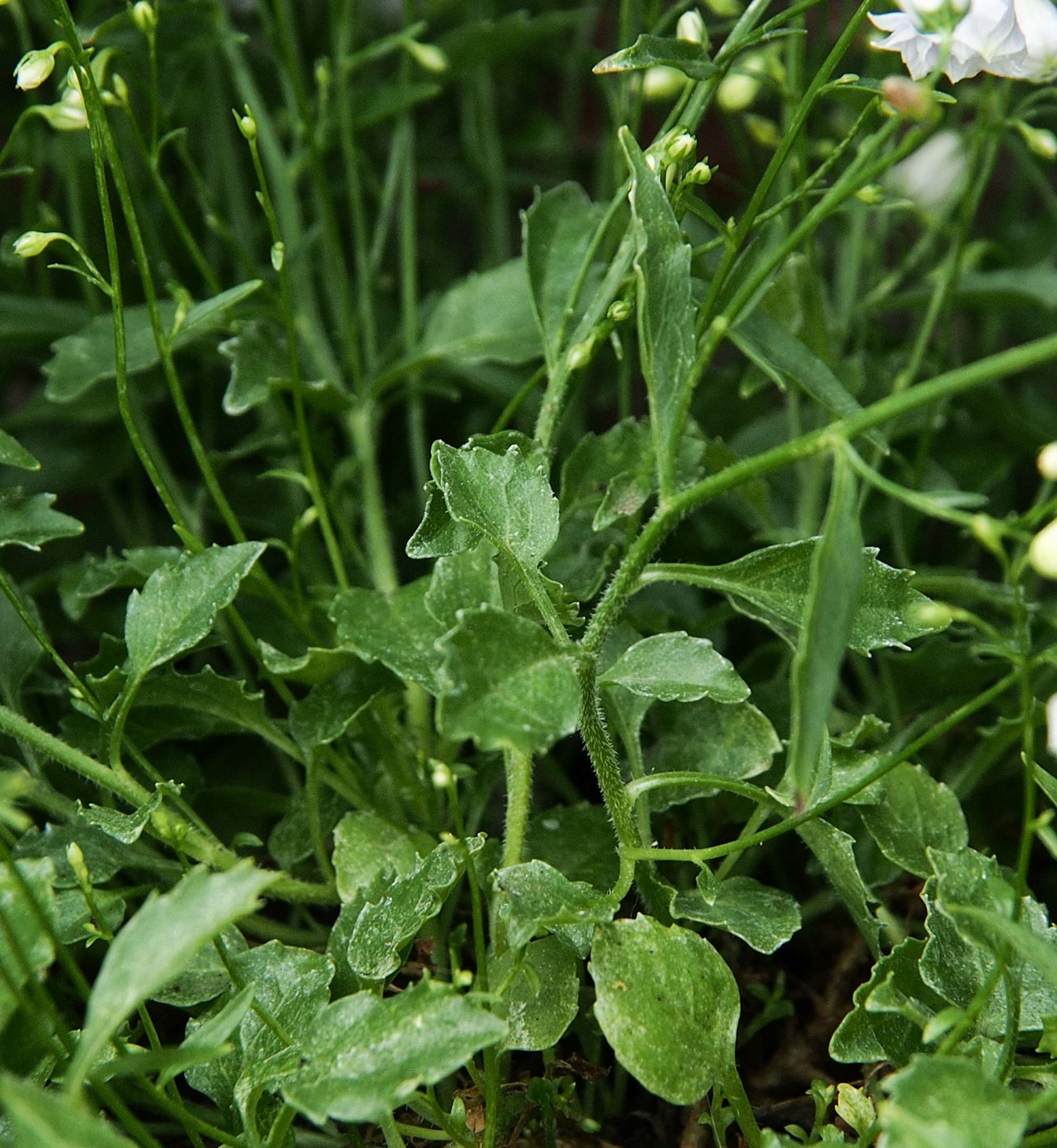 Image of Campanula cochleariifolia 'Elizabeth Okier'