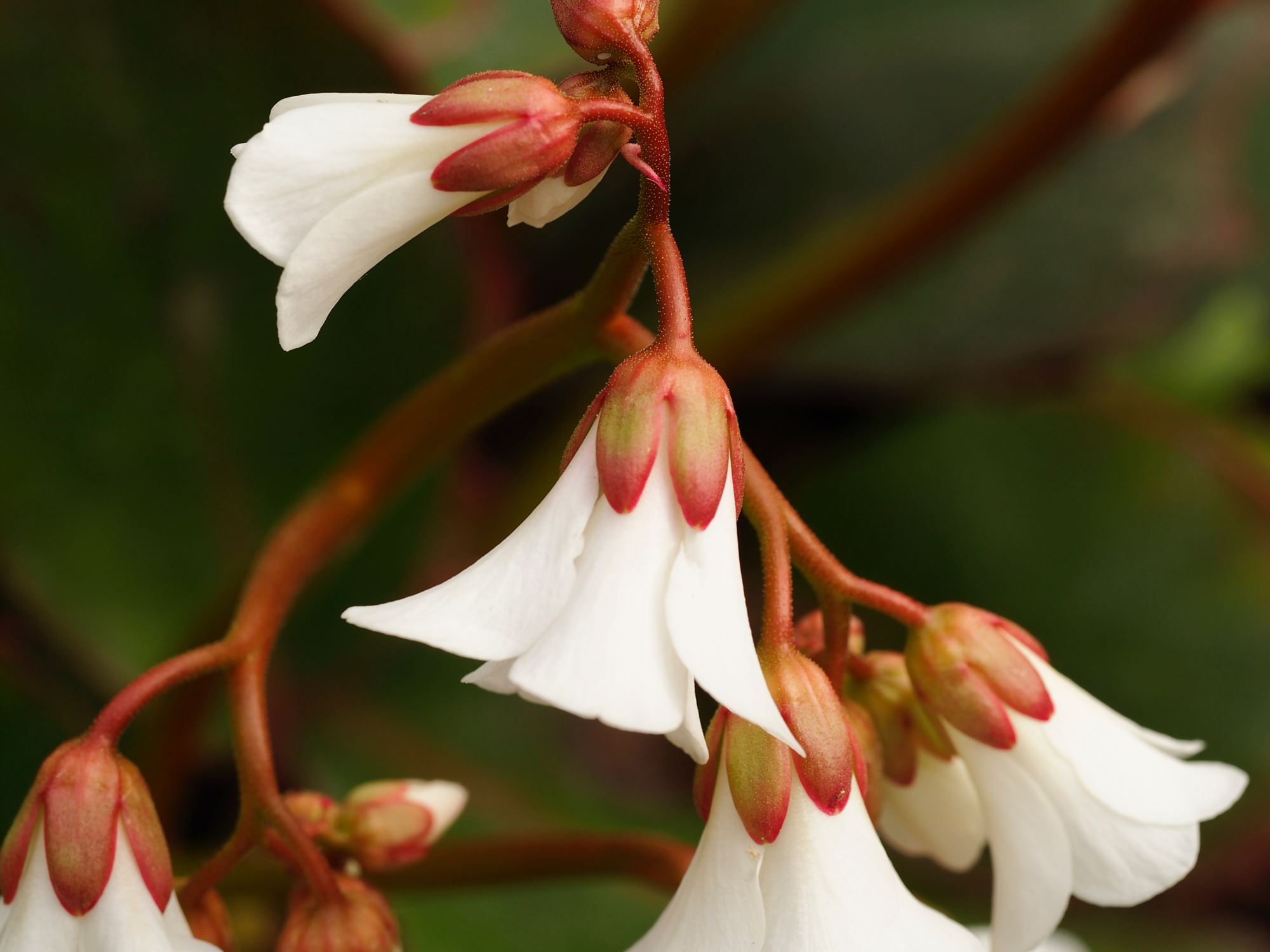 Image of Bergenia emeiensis