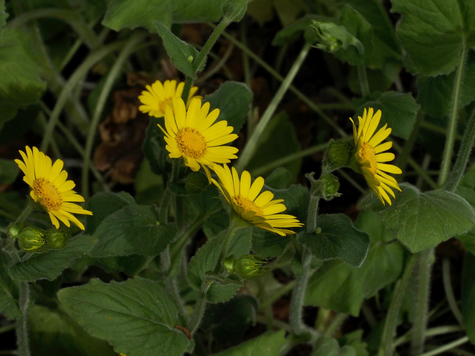 Image of Doronicum pardalianches