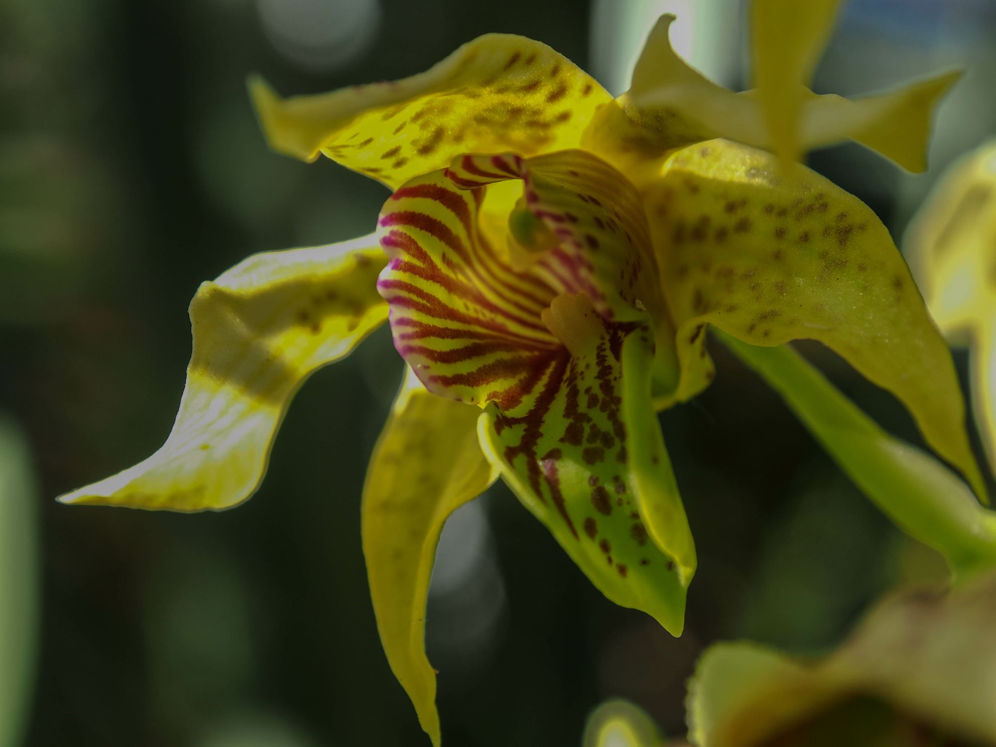 Image of Dendrobium macrophyllum Ã— D. atroviolaceum