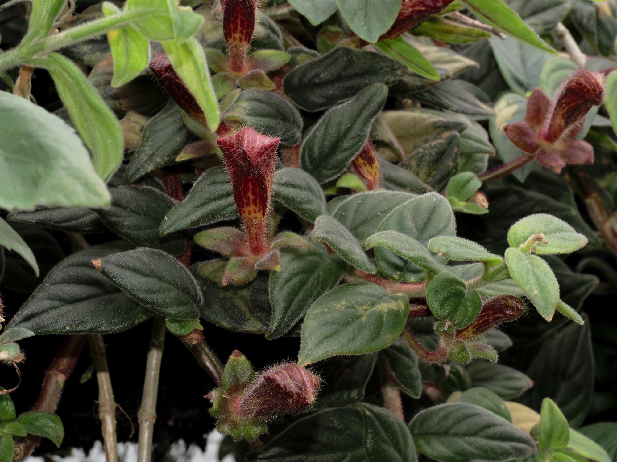 Image of Columnea gloriosa