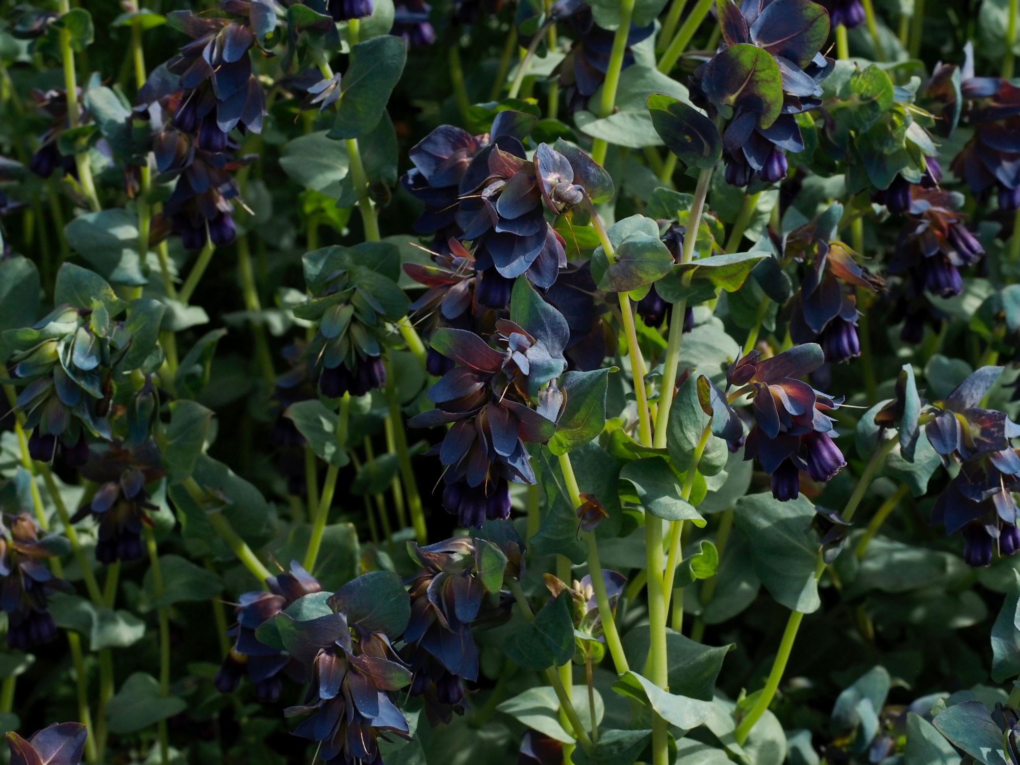 Image of Cerinthe major subsp. purpurascens