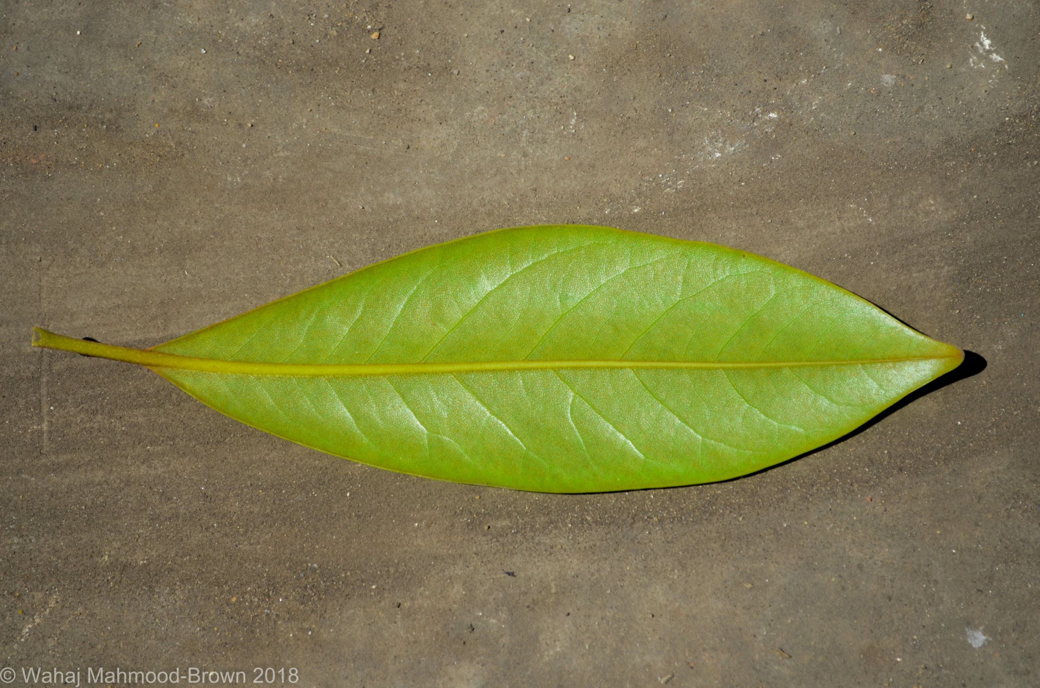 Image of Magnolia grandiflora