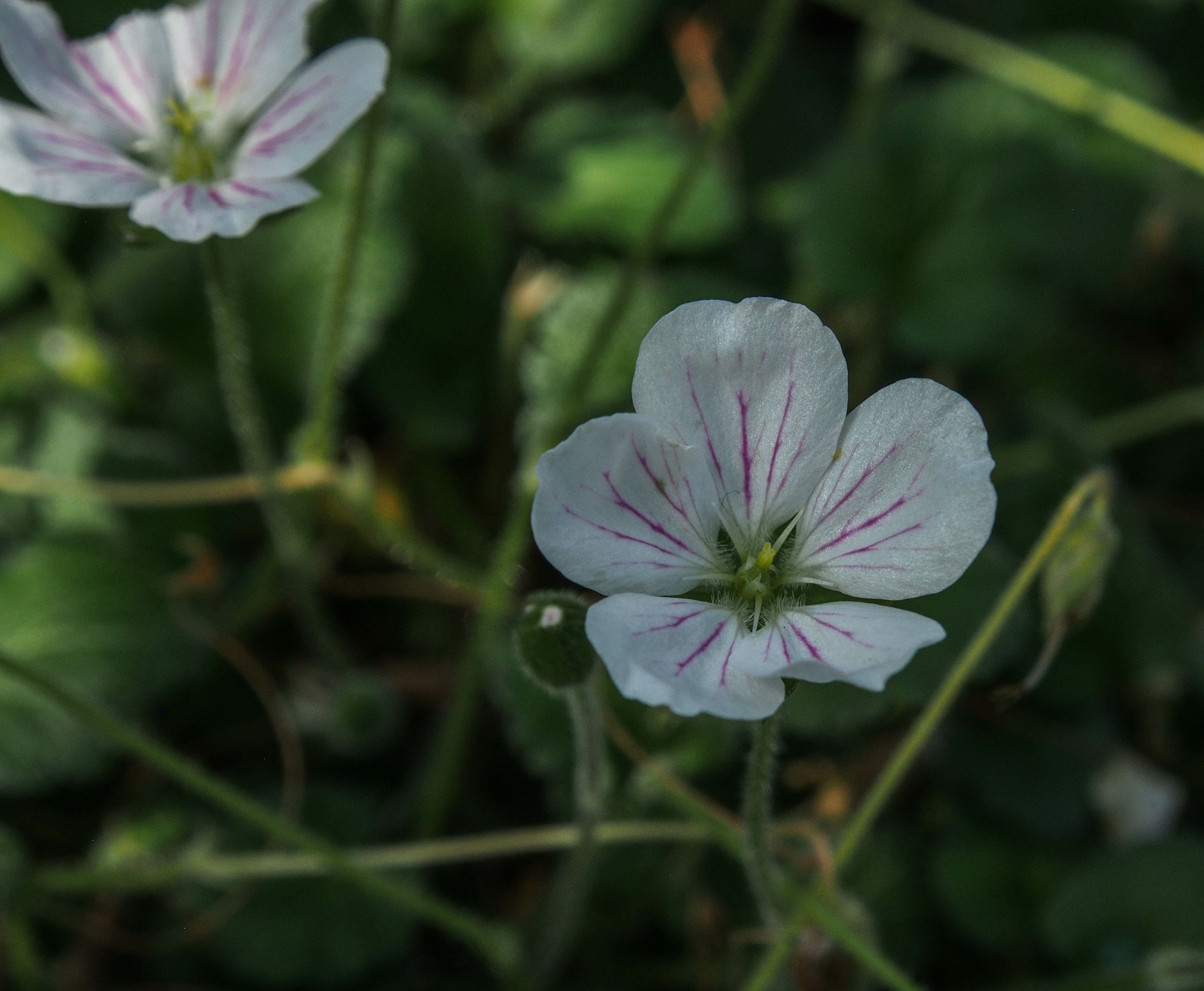 Image of Erodium Ã— variabile 'Album'