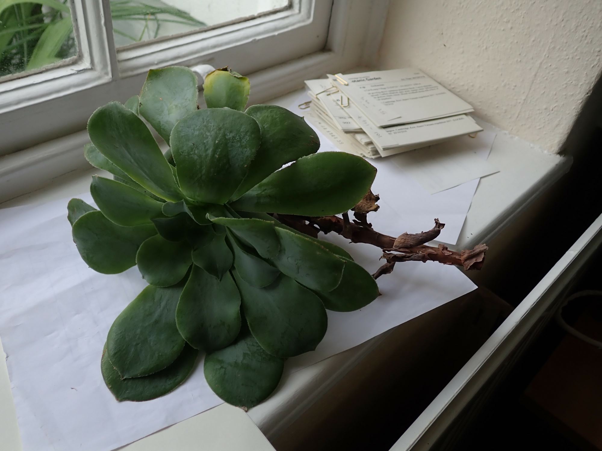 Image of Aeonium cuneatum