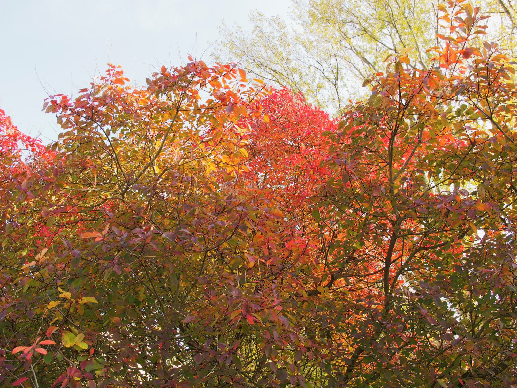 Image of Cotinus coggygria