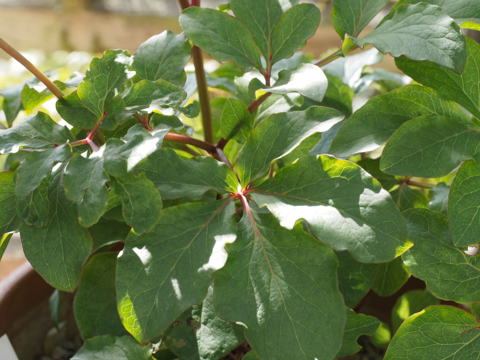 Image of Paeonia mascula subsp. mascula