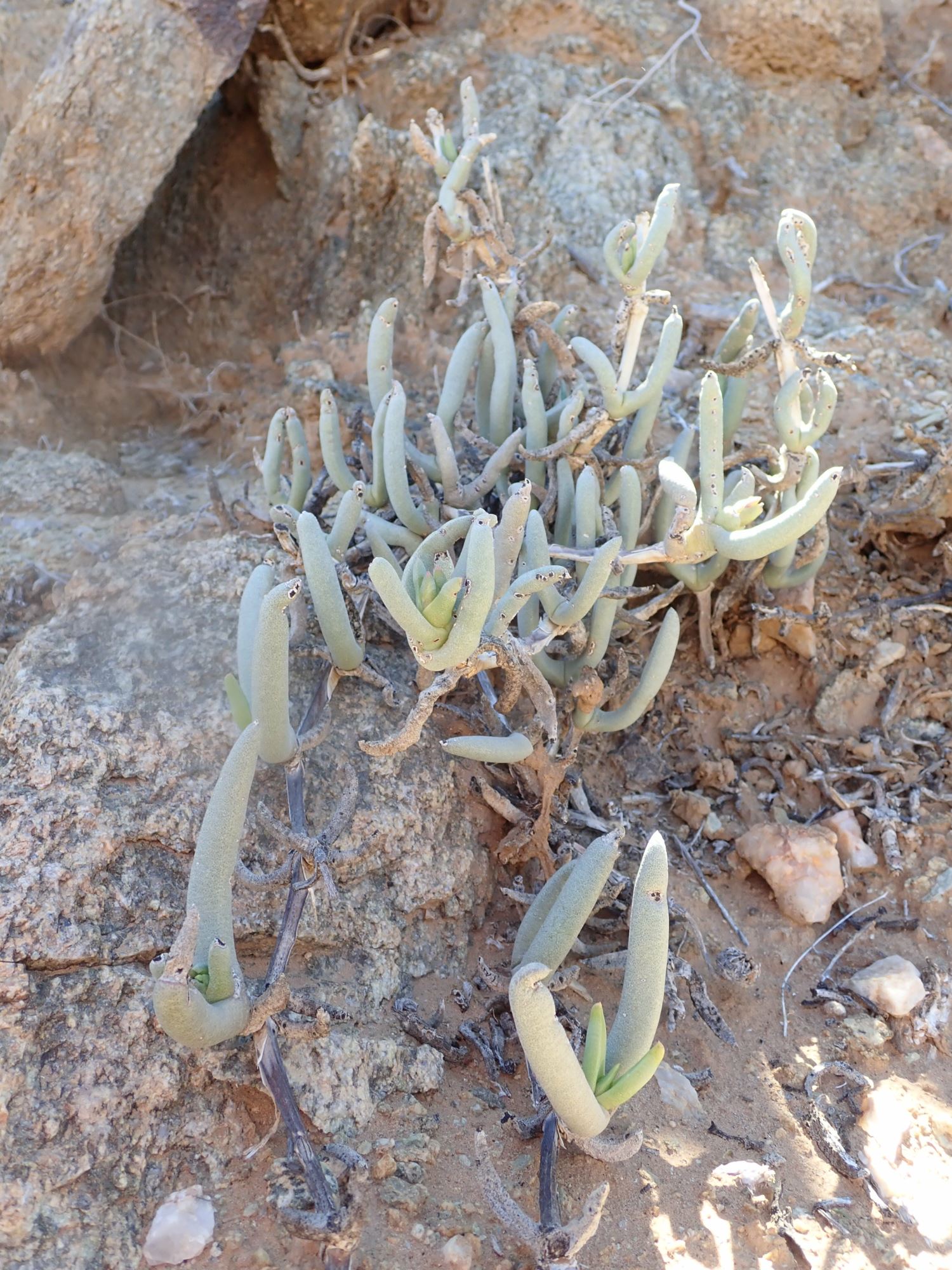 Image of Cephalophyllum herrei