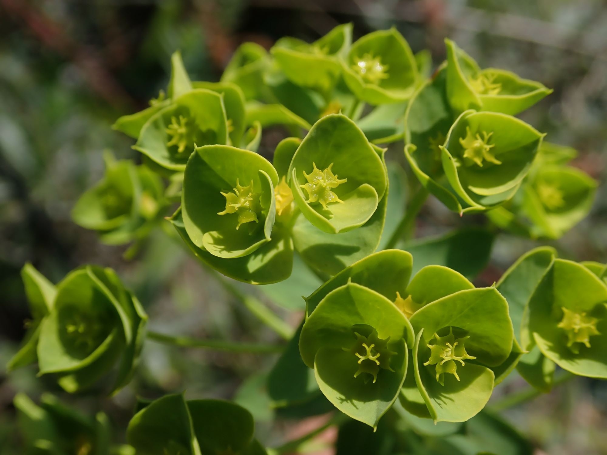 Image of Euphorbia tommasiniana