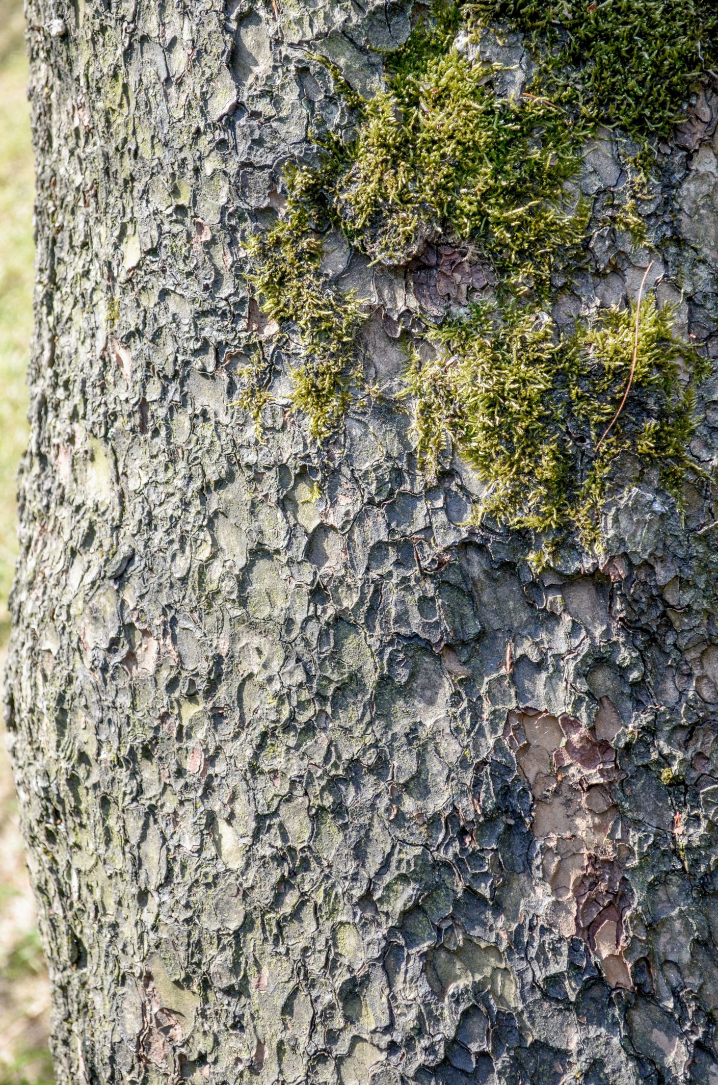 Image of Pinus monophylla