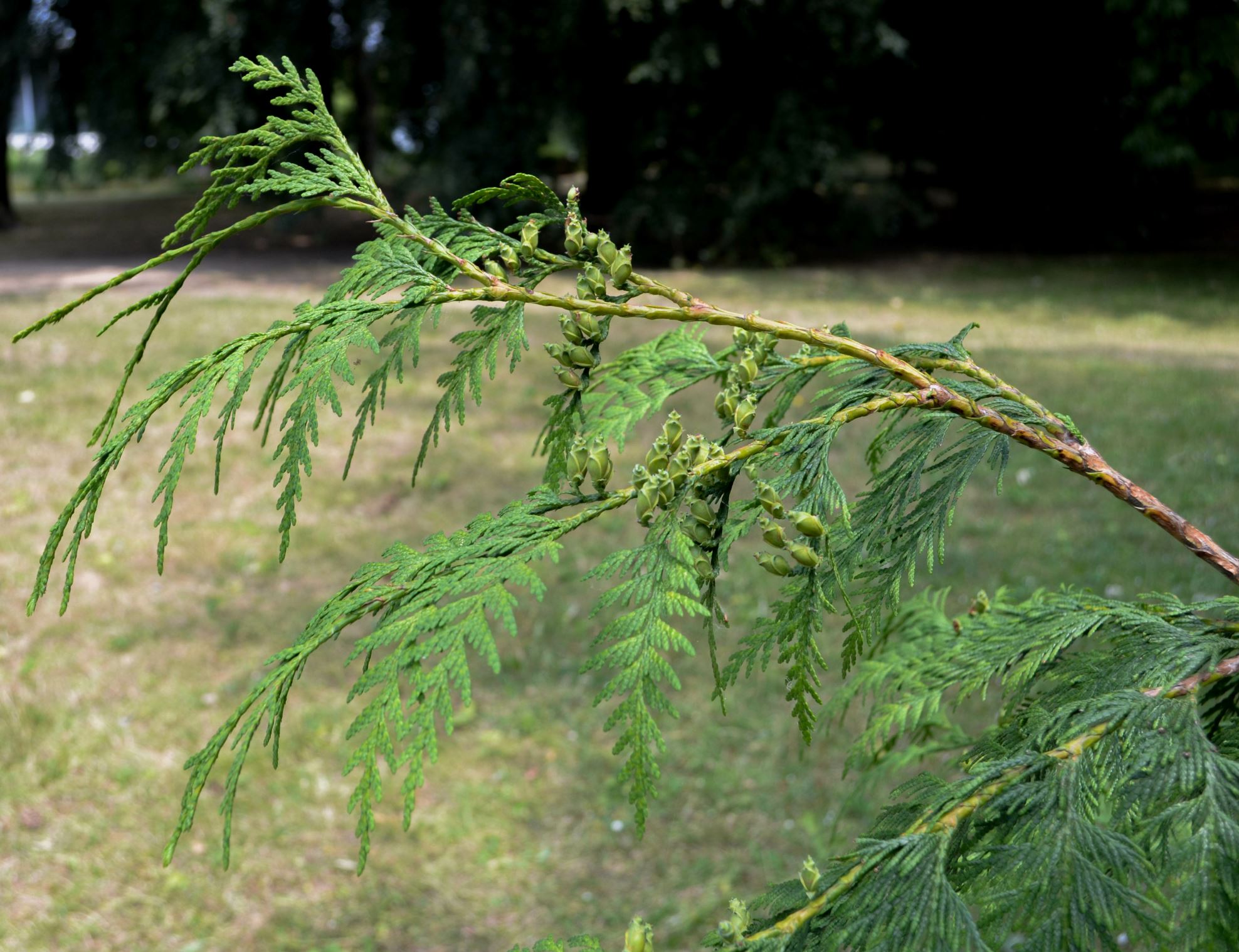 Image of Thuja plicata
