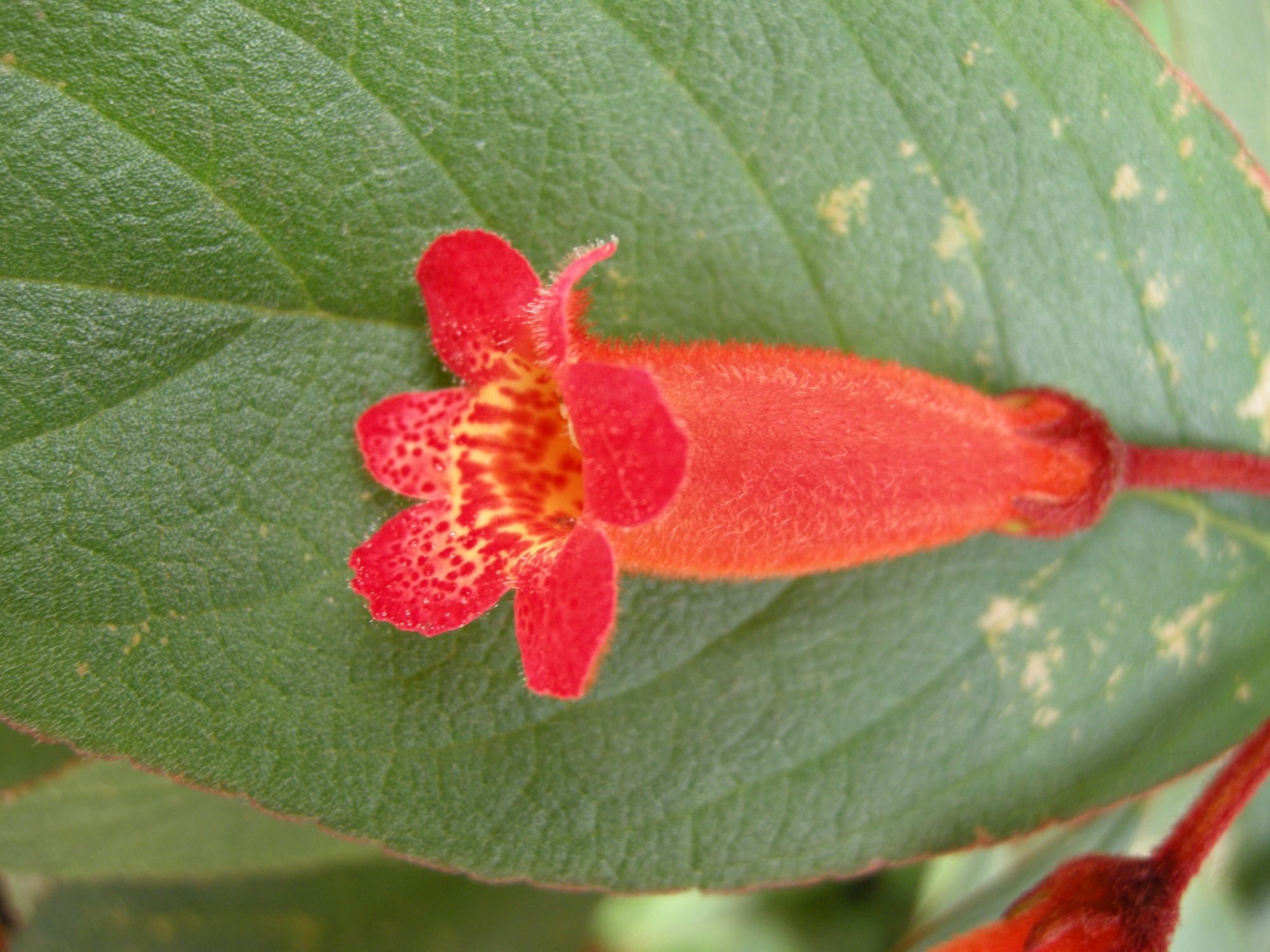 Image of Kohleria eriantha