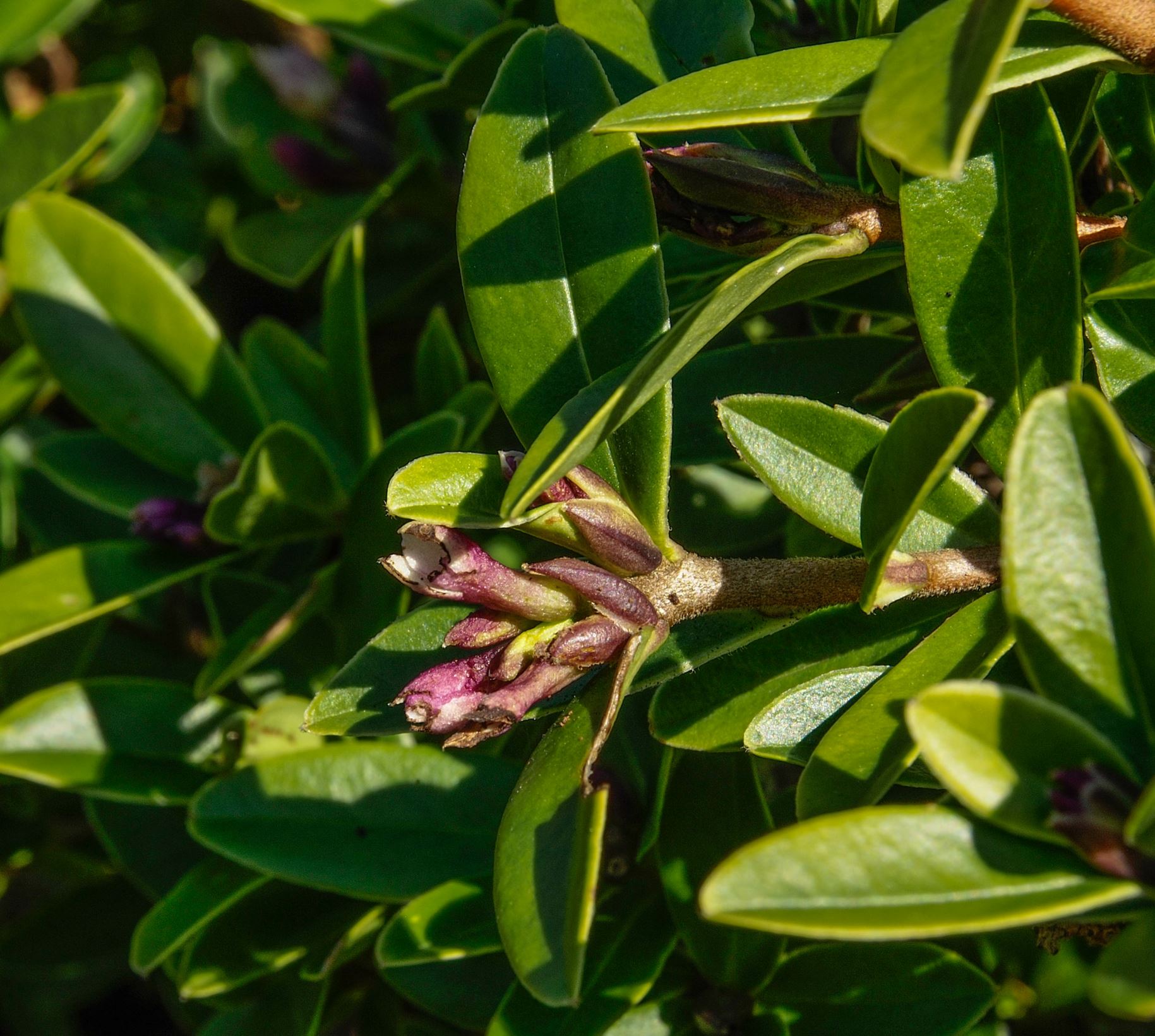 Image of Daphne tangutica
