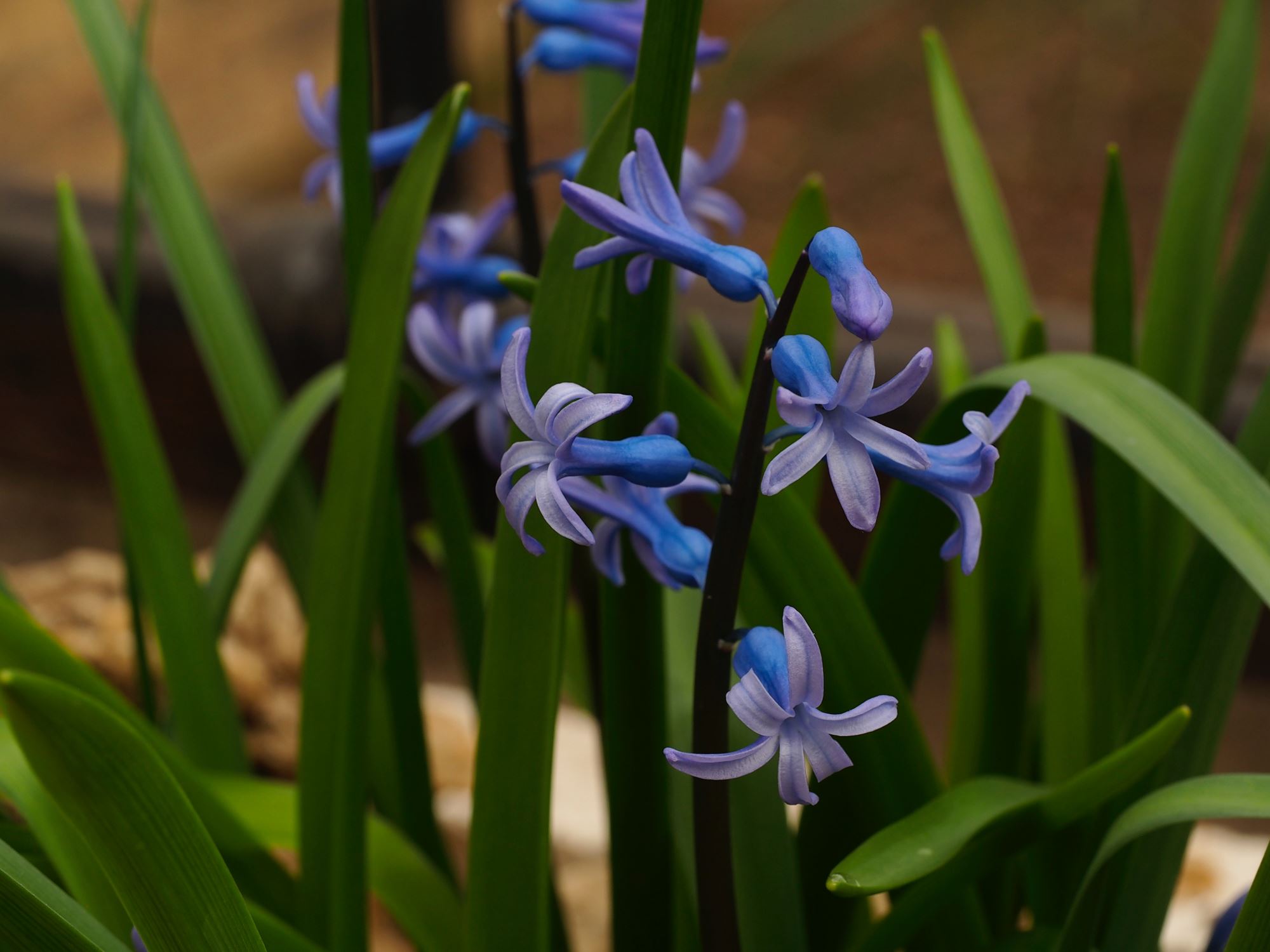 Image of Hyacinthus orientalis