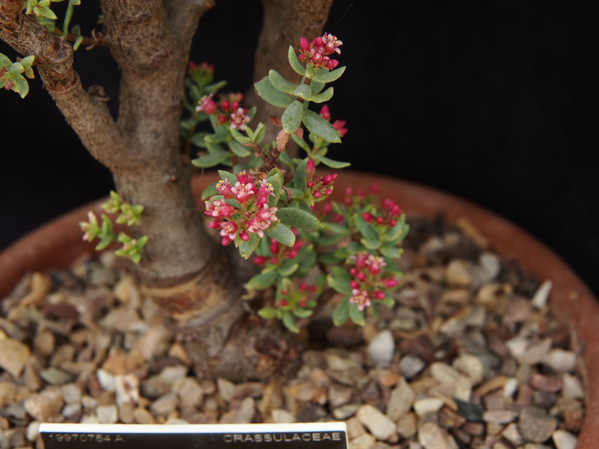 Image of Crassula sarcocaulis