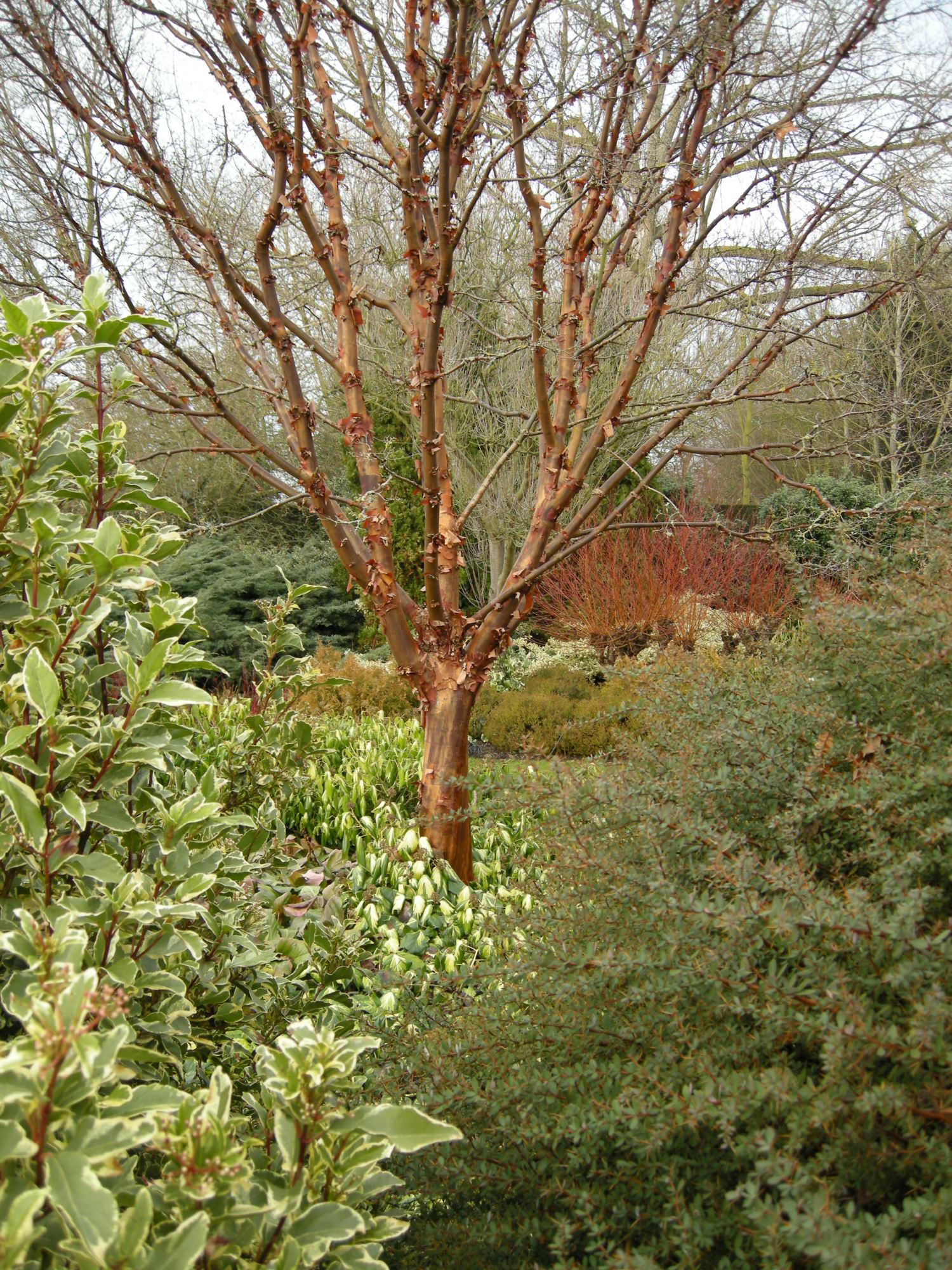 Image of Acer griseum