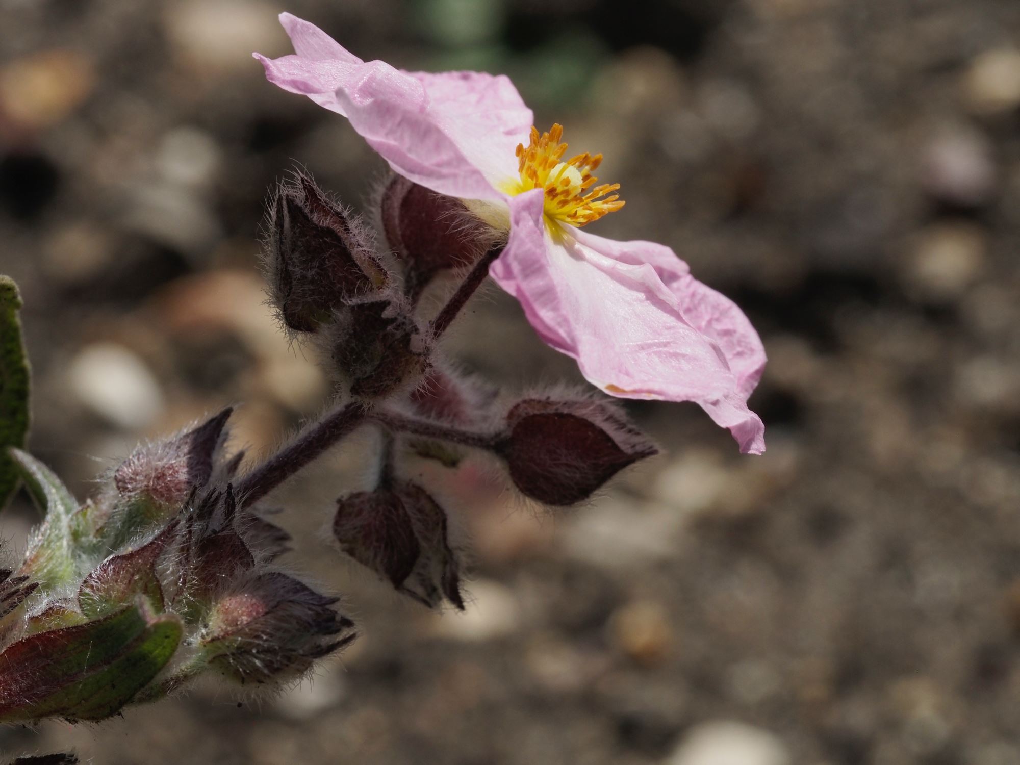 Image of Cistus Ã— skanbergii