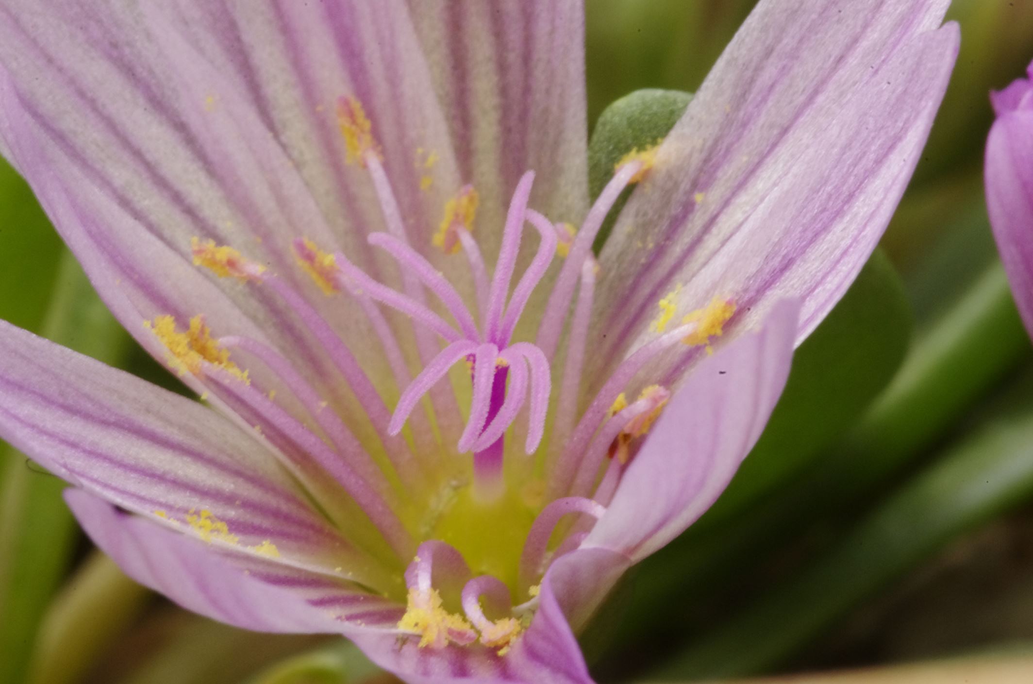 Image of Lewisia nevadensis 'Rosea'