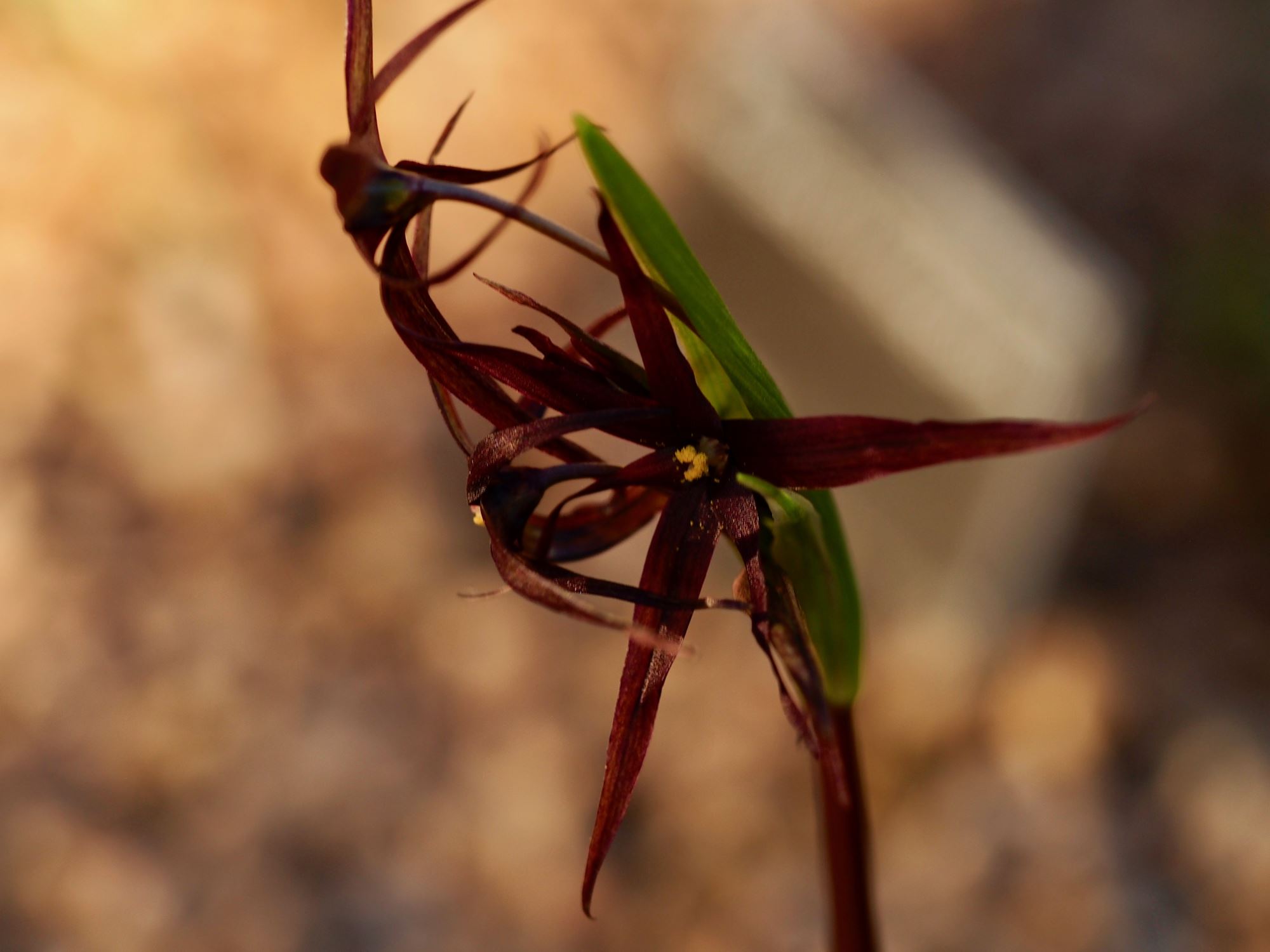 Image of Solaria atropurpurea