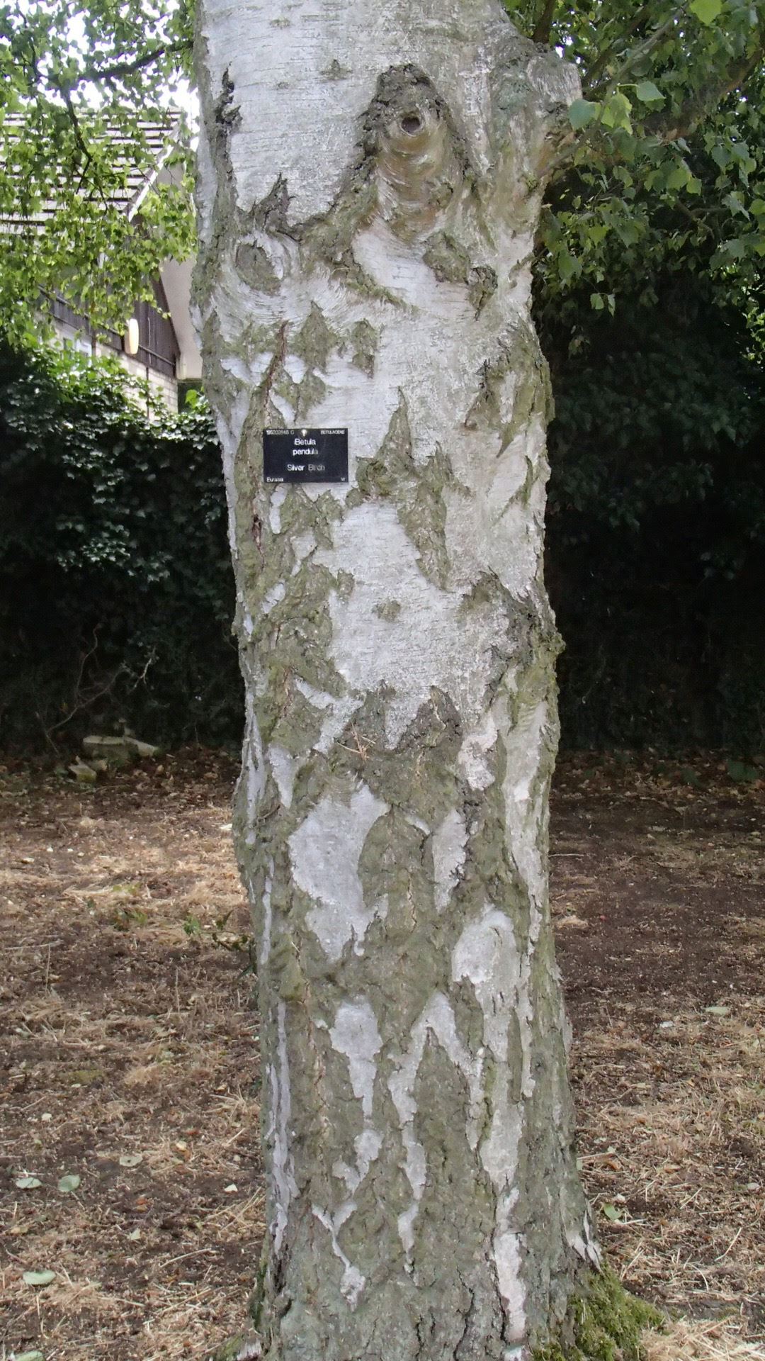 Image of Betula pendula subsp. pendula