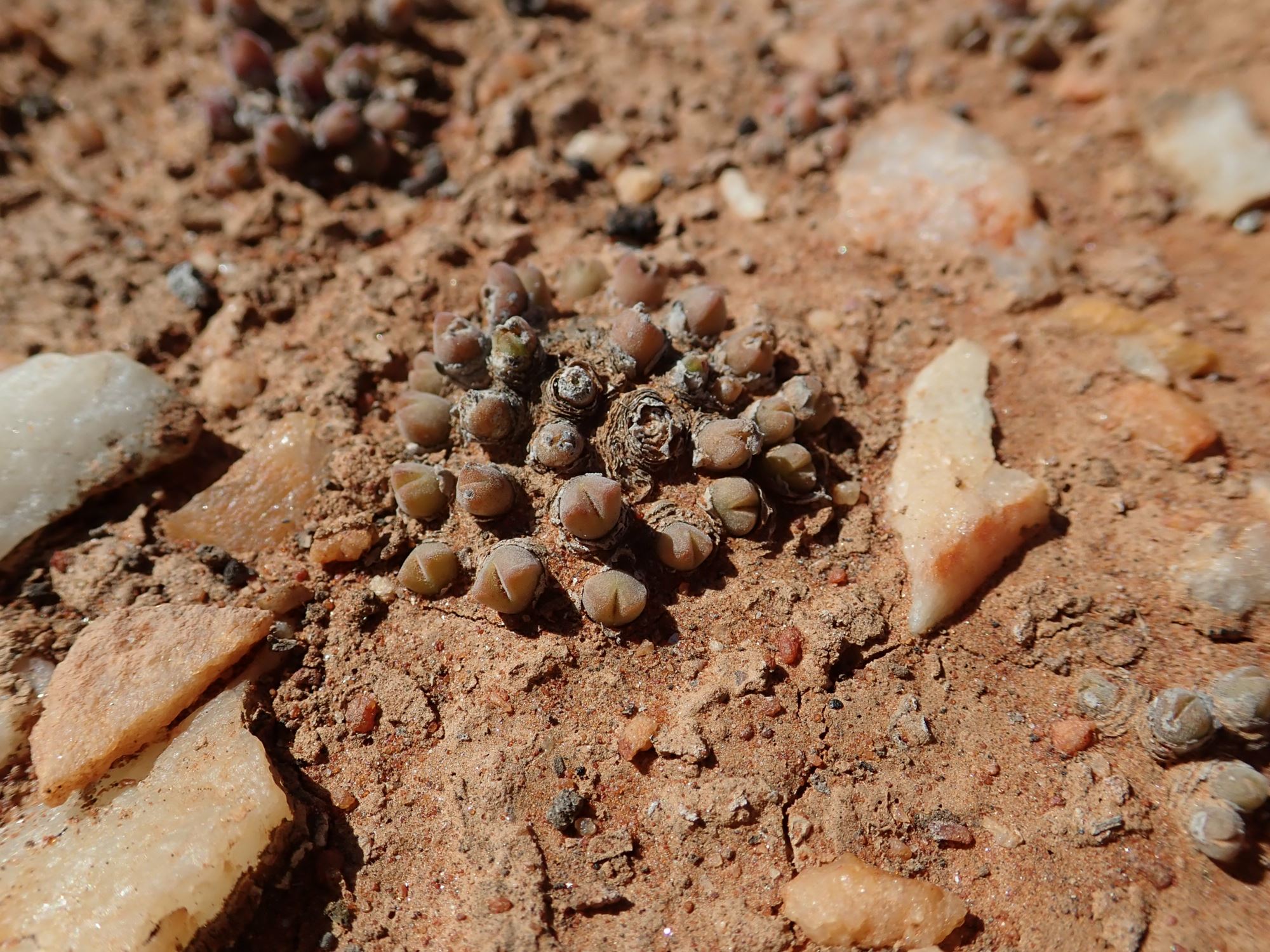 Image of Conophytum hians