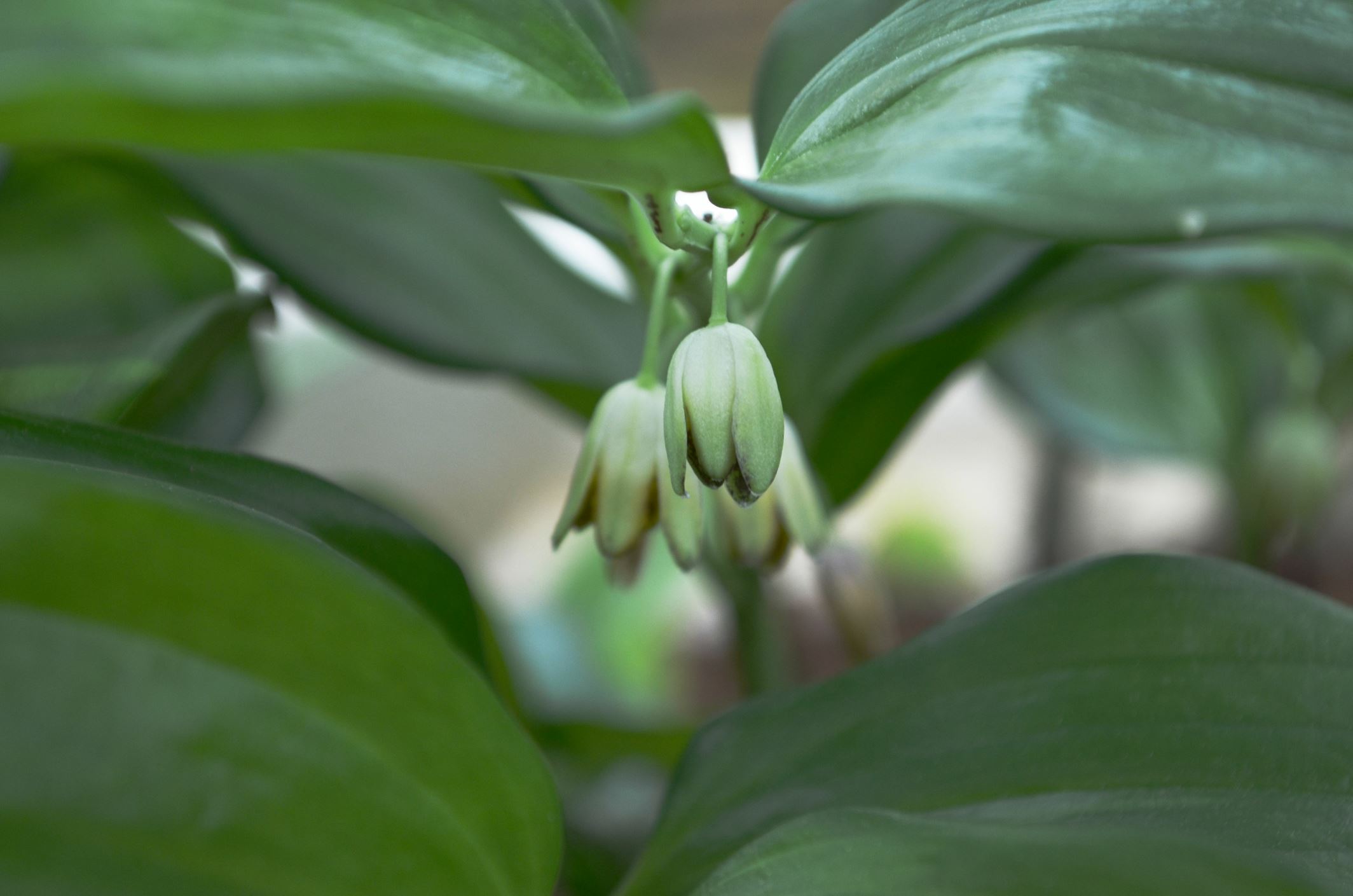 Image of Disporopsis aspersa