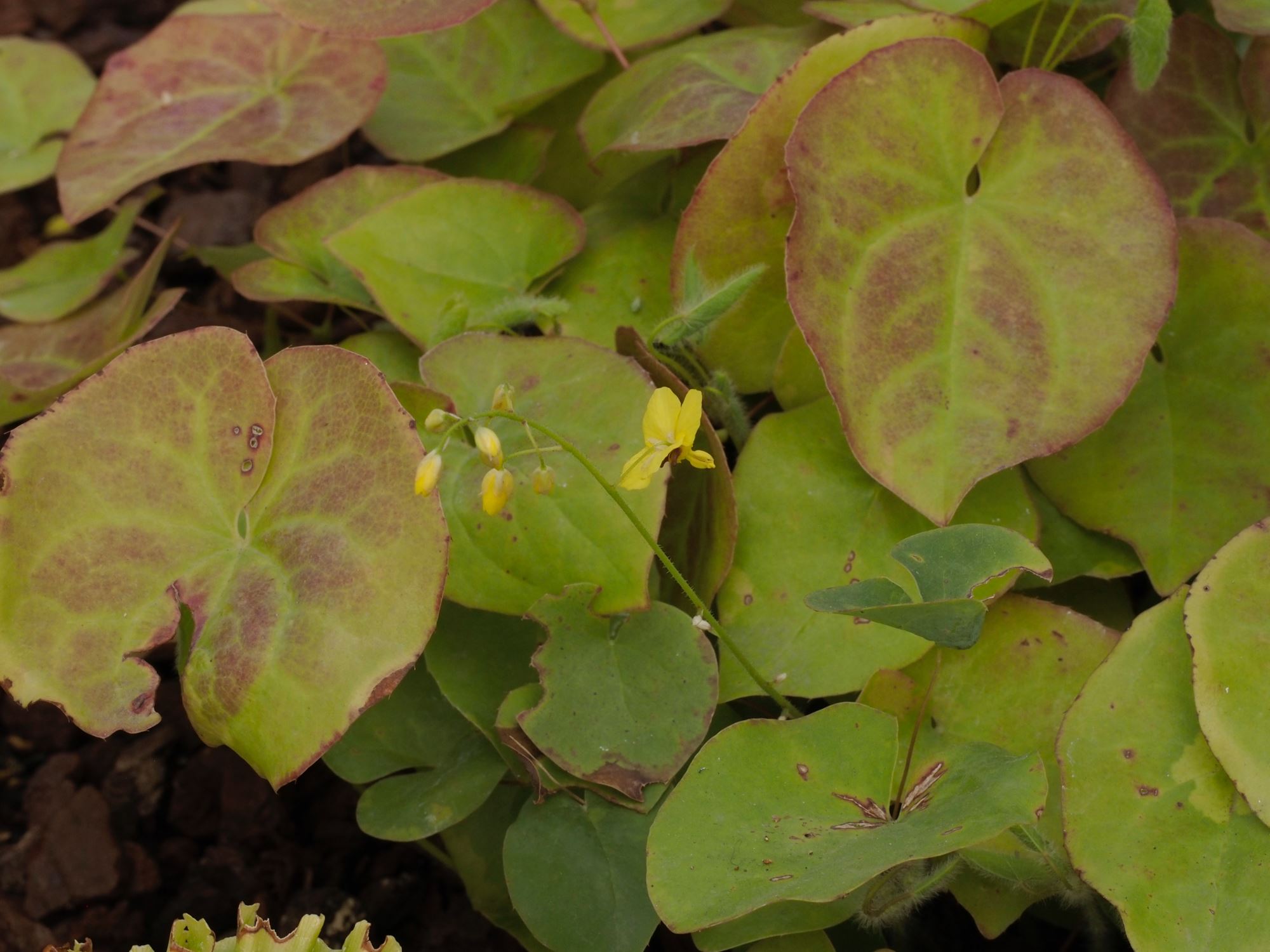 Image of Epimedium pinnatum subsp. colchicum