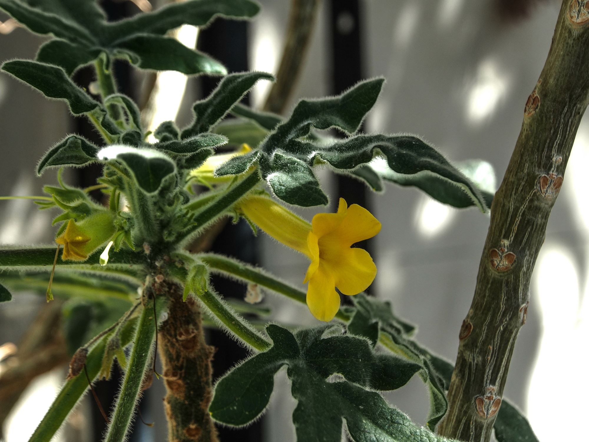 Image of Uncarina roeoesliana