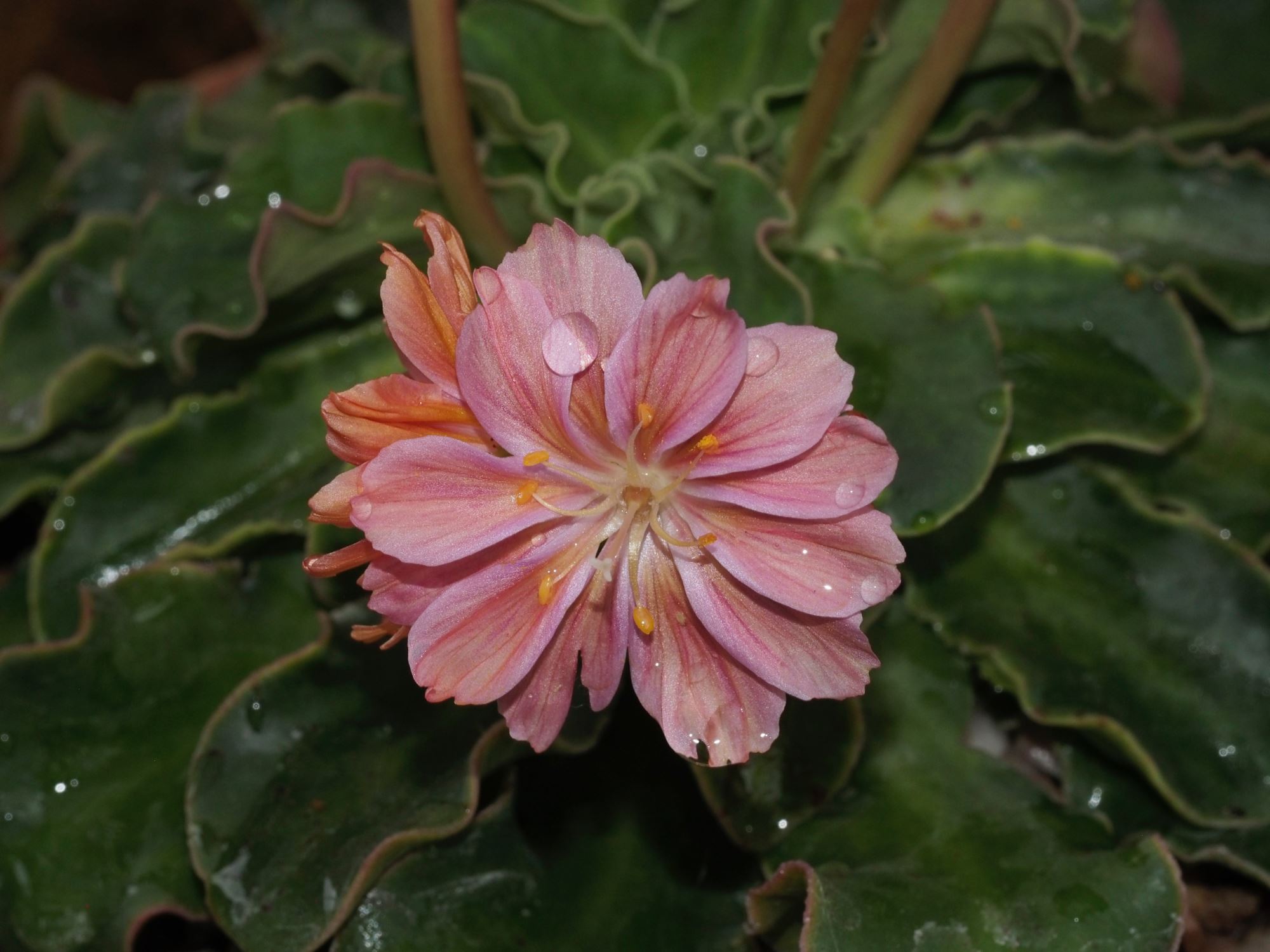 Image of Lewisia cotyledon
