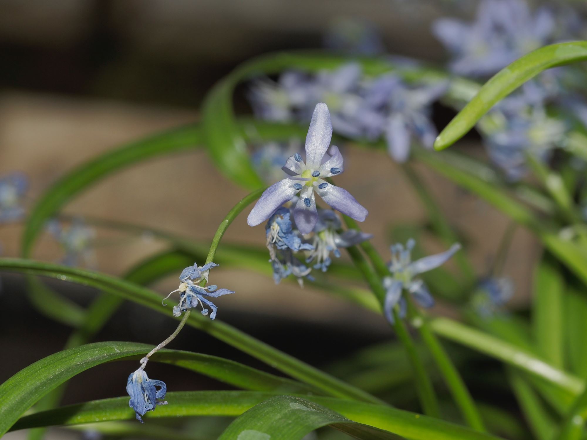 Image of Scilla sp.